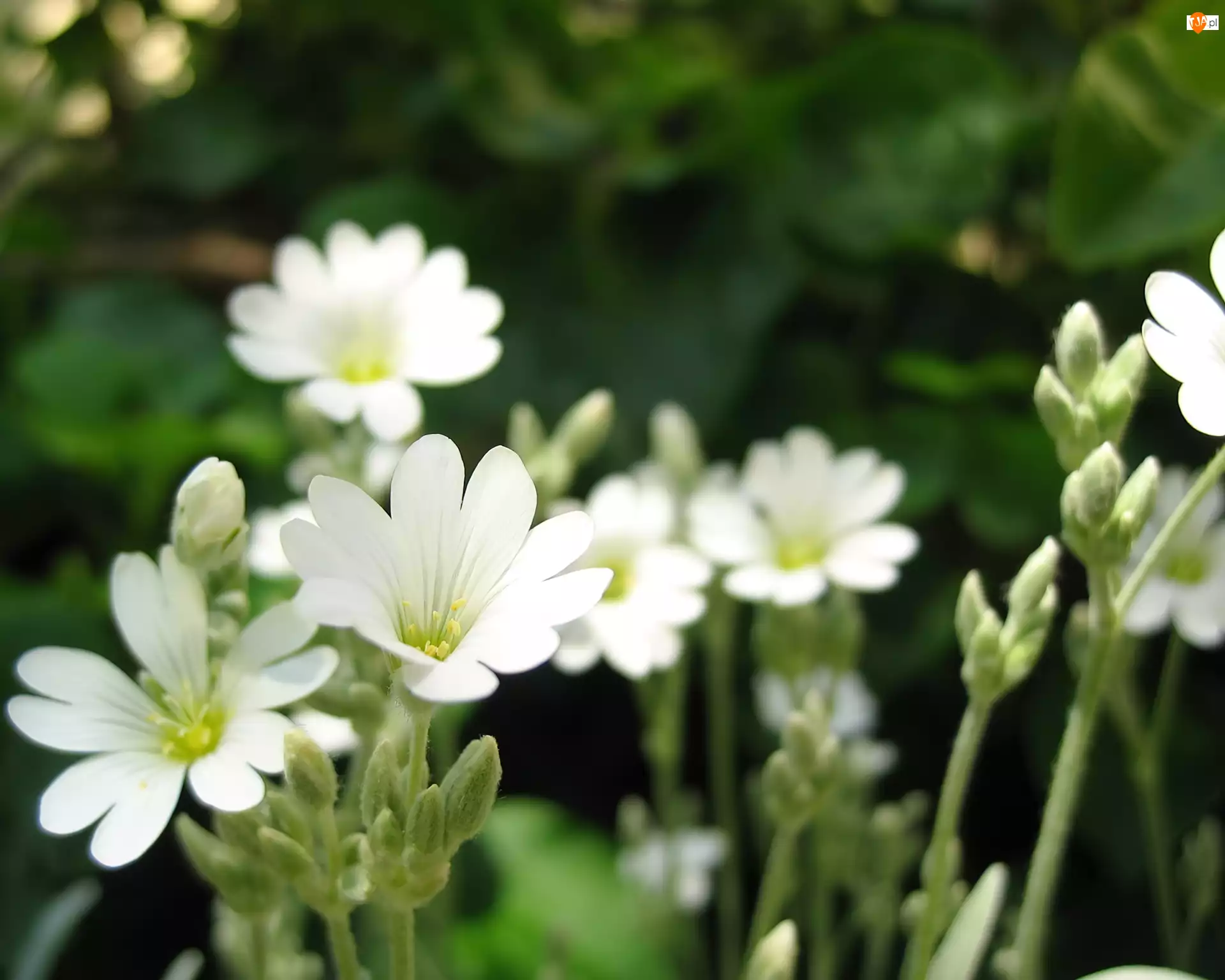 Kwiatuszki, Białe, Polne