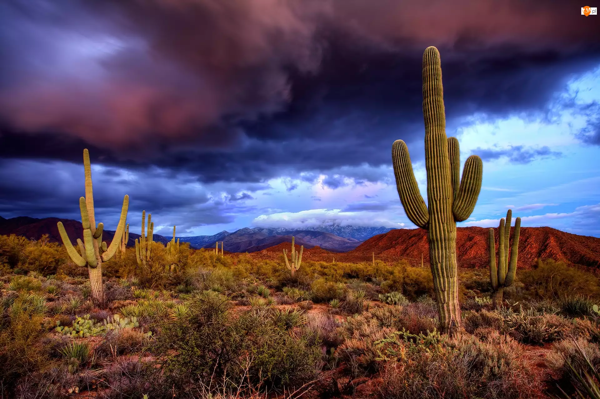 Stany Zjednoczone, Saguaro, Stan Arizona, Chmury, Park Narodowy Saguaro, Karnegia olbrzymia, Fioletowo, Kaktusy, Granatowe