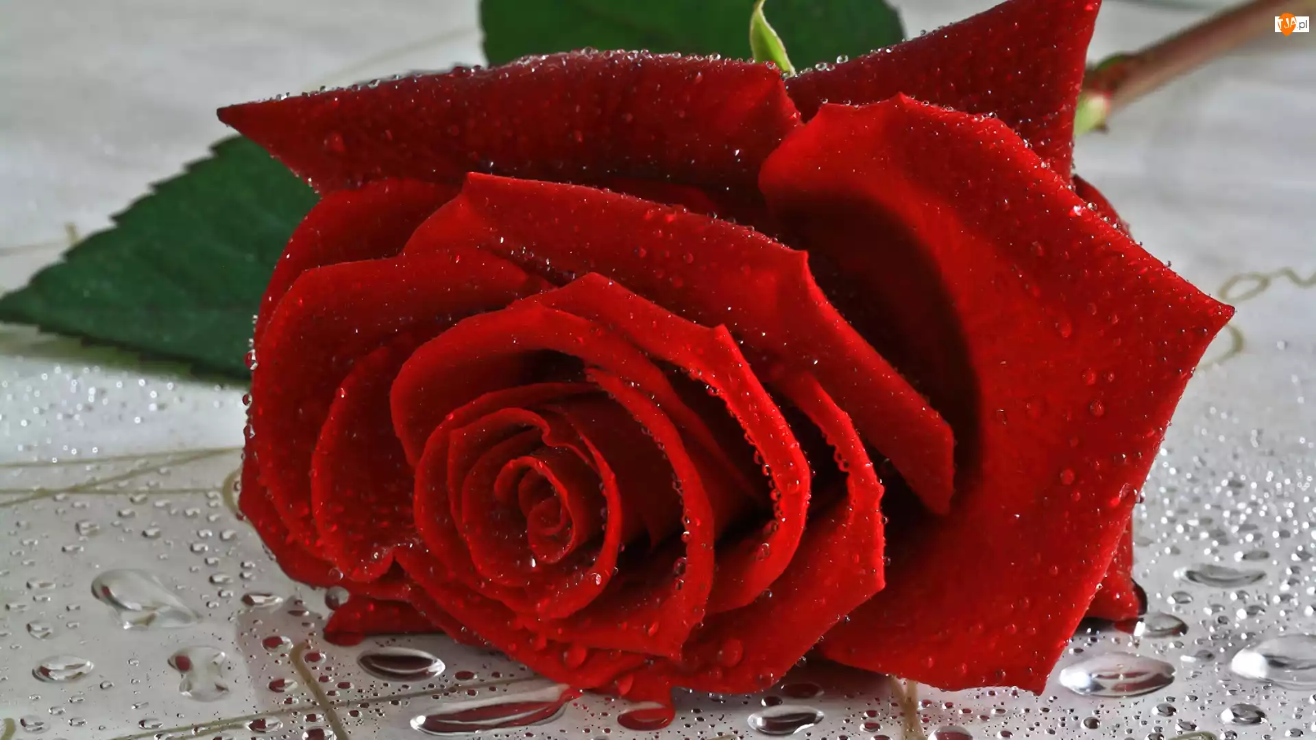 Róża, Piękna, Czerwona