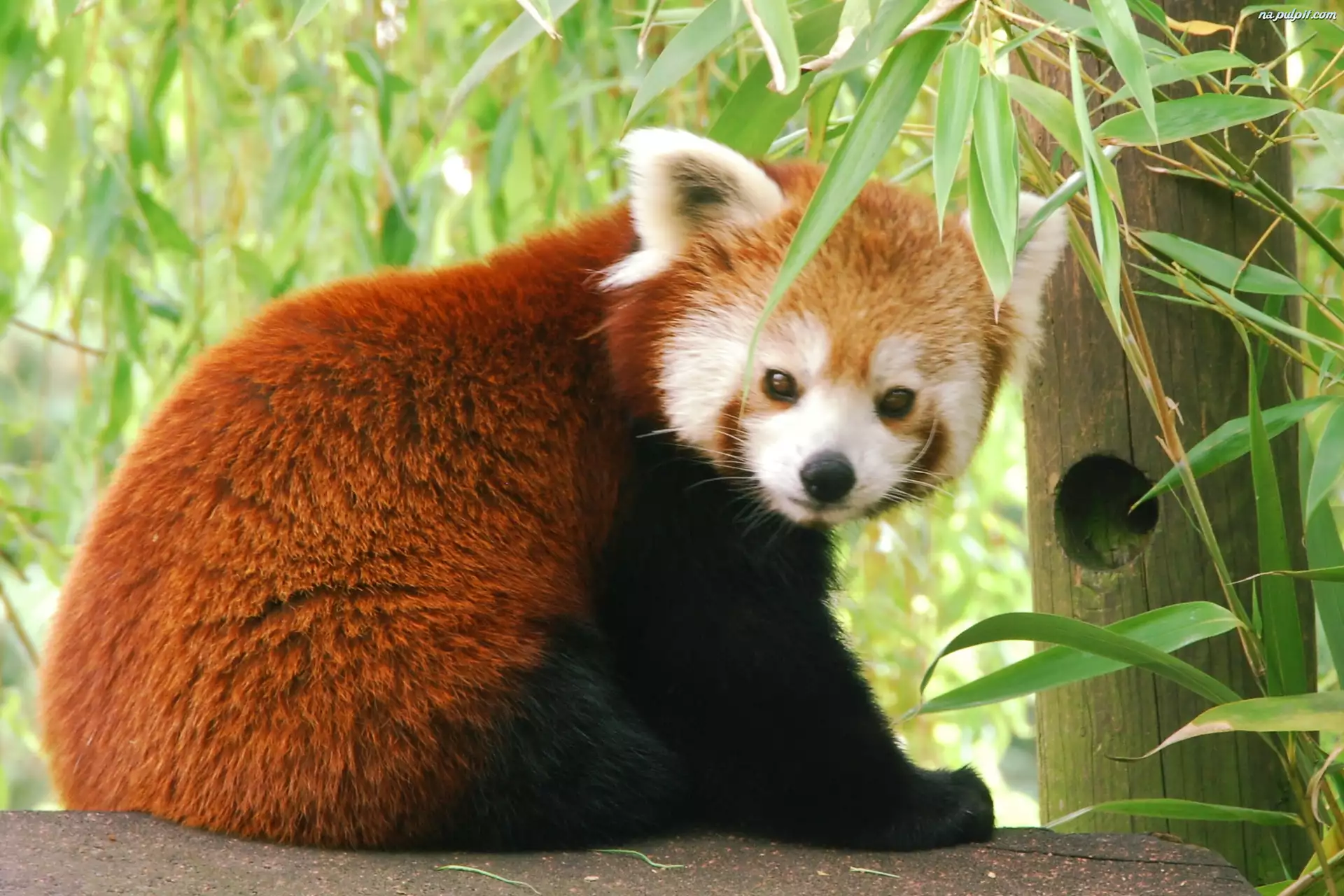 Miś, Panda Czerwona