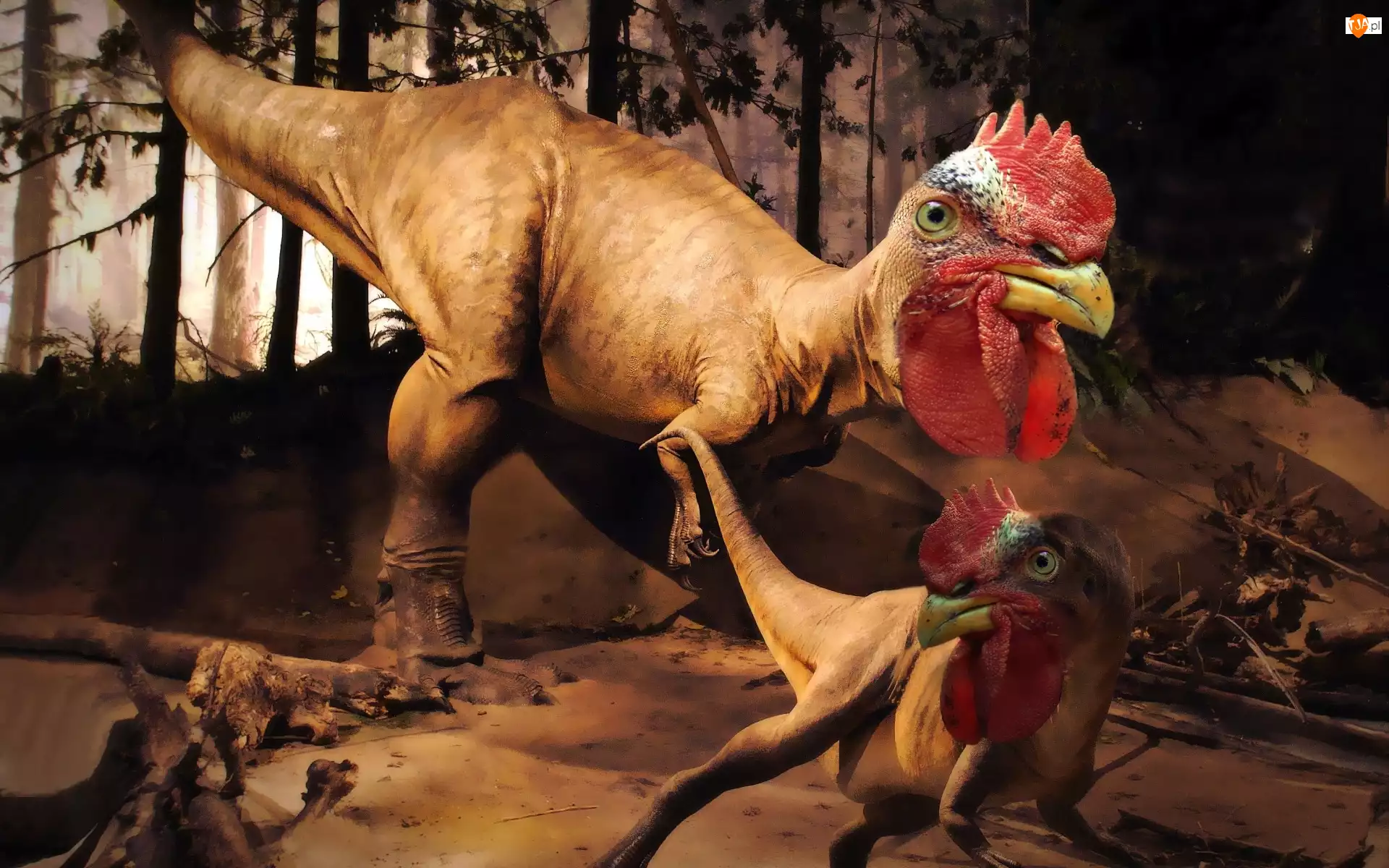 Koguta, Dinozaur, Głowa