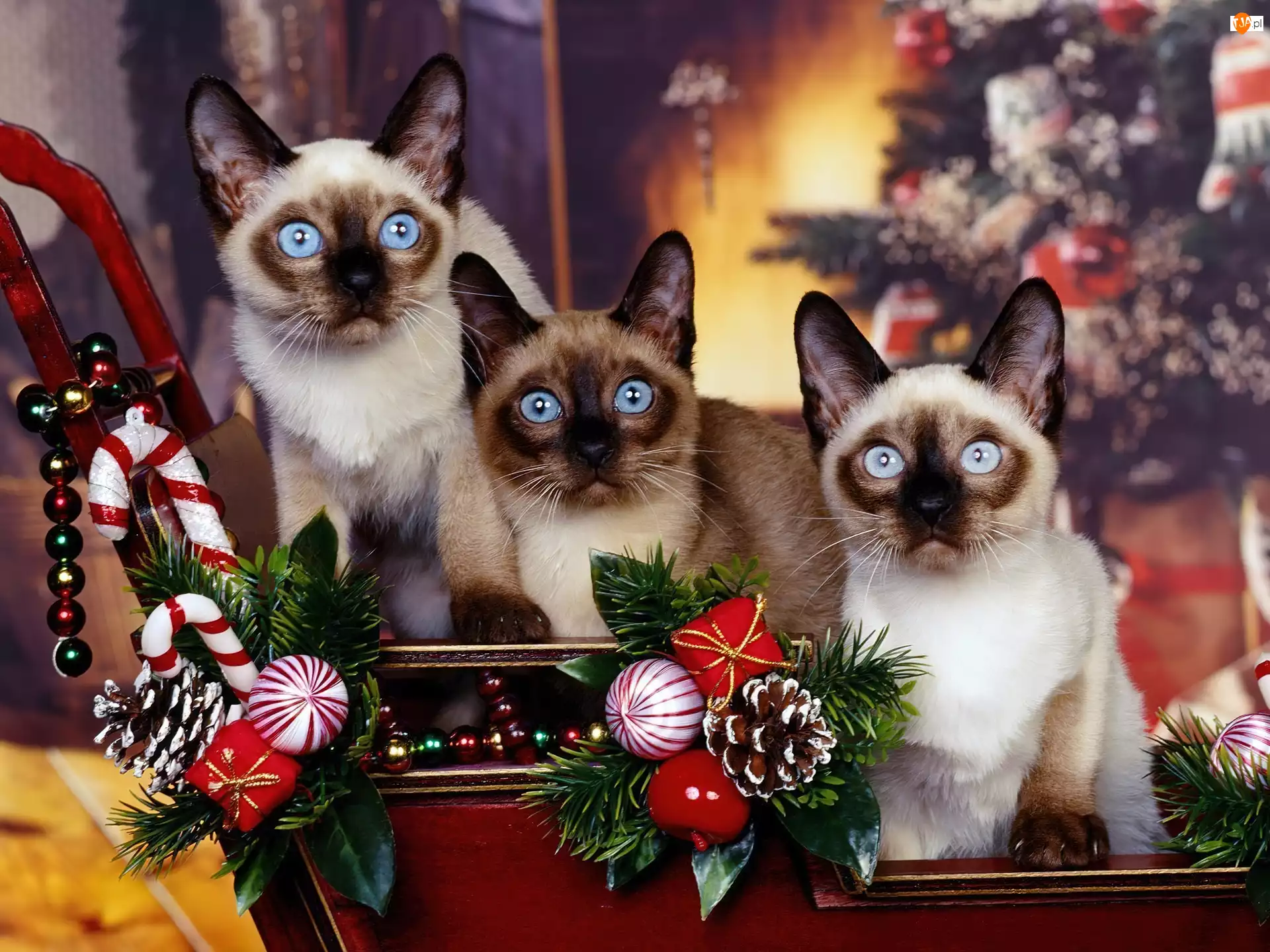 Atmosfera, Trzy, Koty, Piękne, Świąteczna