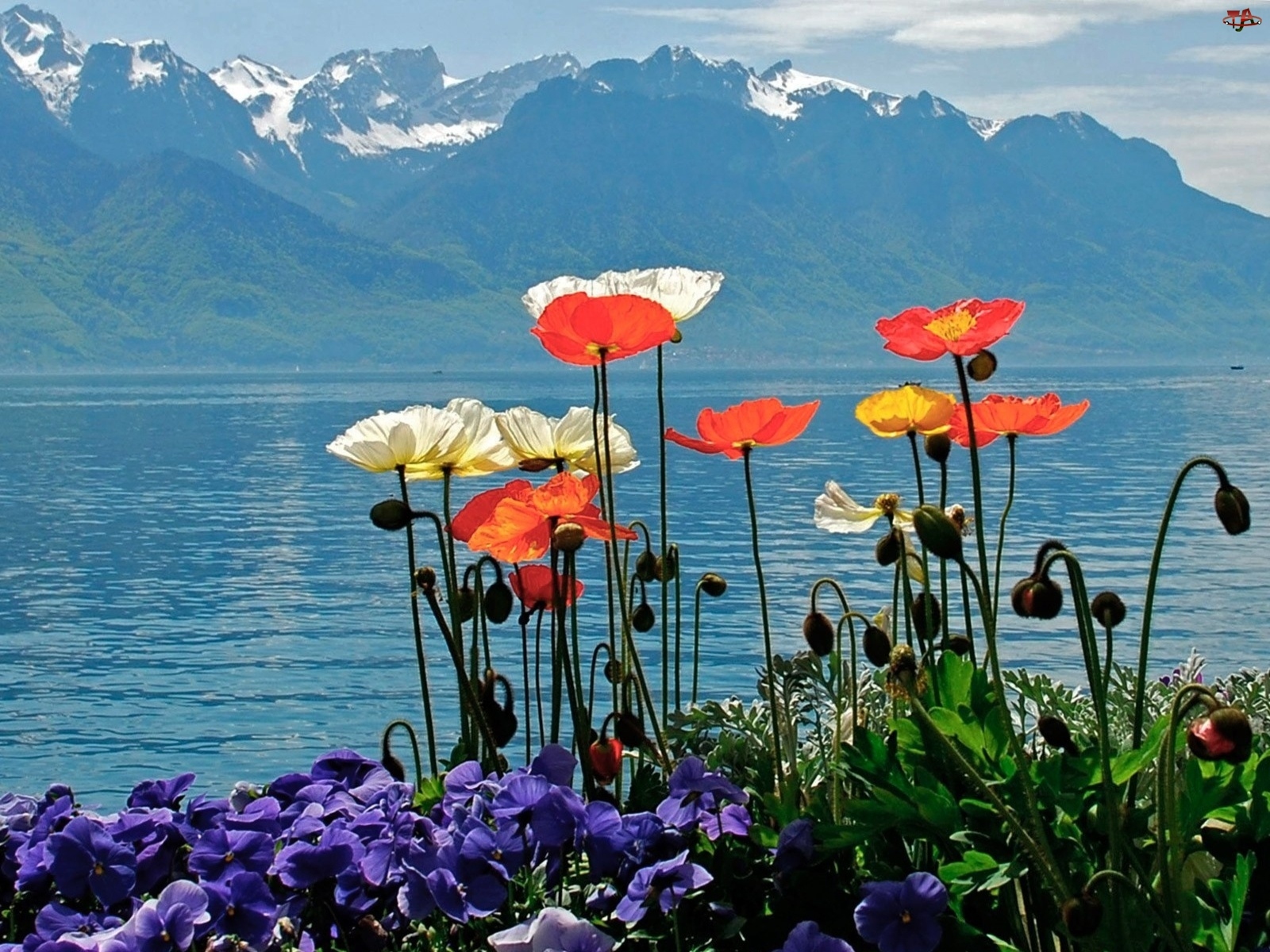 Kwiaty, Niebo, Góry, Jezioro
