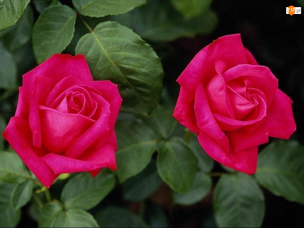 Dwie, Róże, Piękne, Różowe