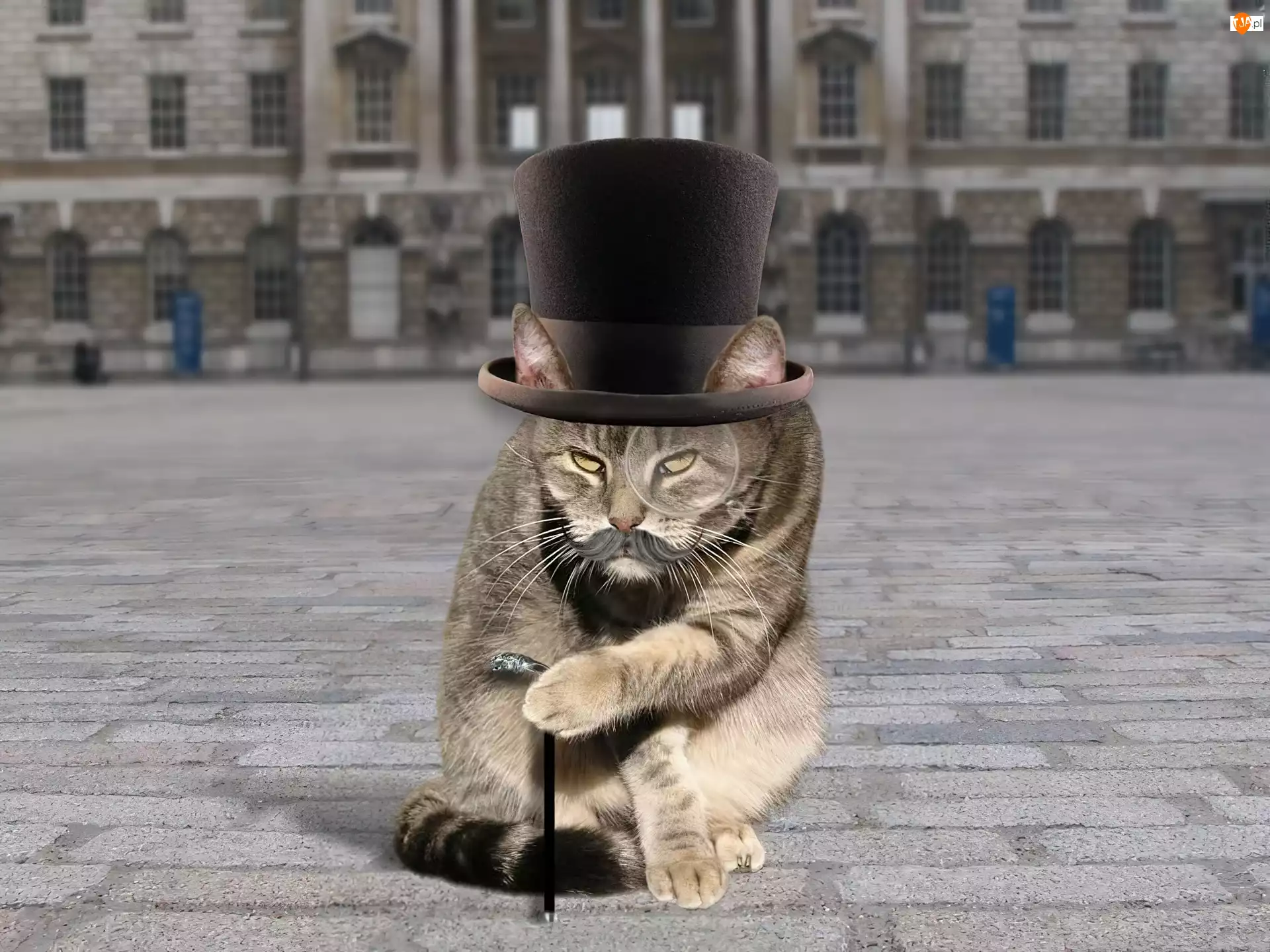 Кот джентльмен. Кот в шляпе. Кошка в шляпке. Кот англичанин. Лондонский кот.