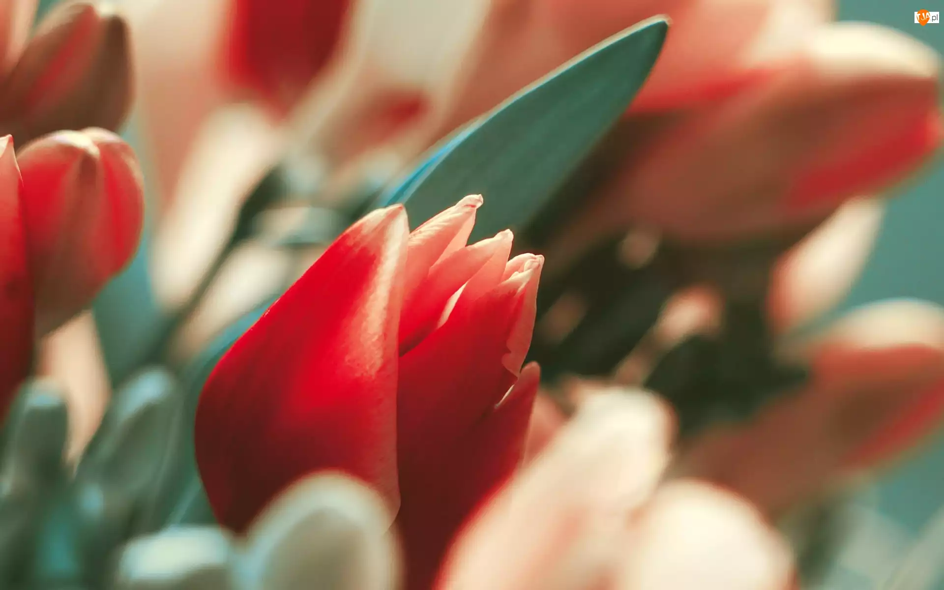 Liść, Czerwone, Tulipany