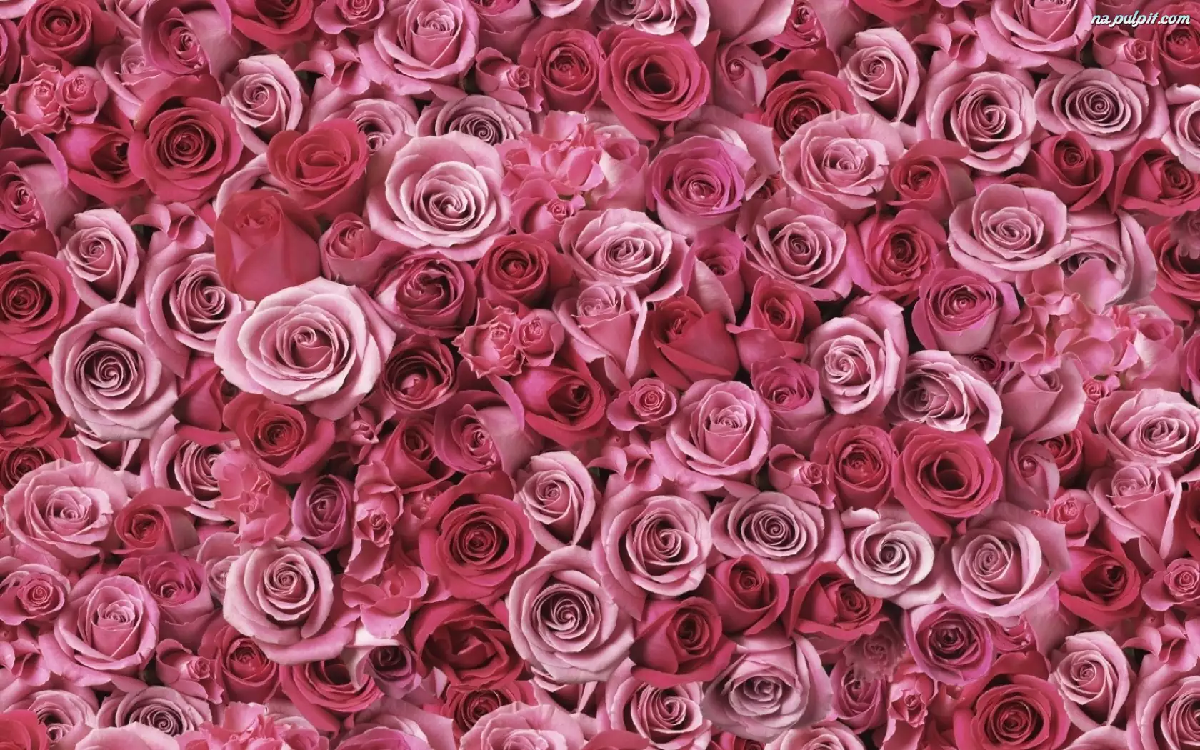Róż, Pąki, Różowych