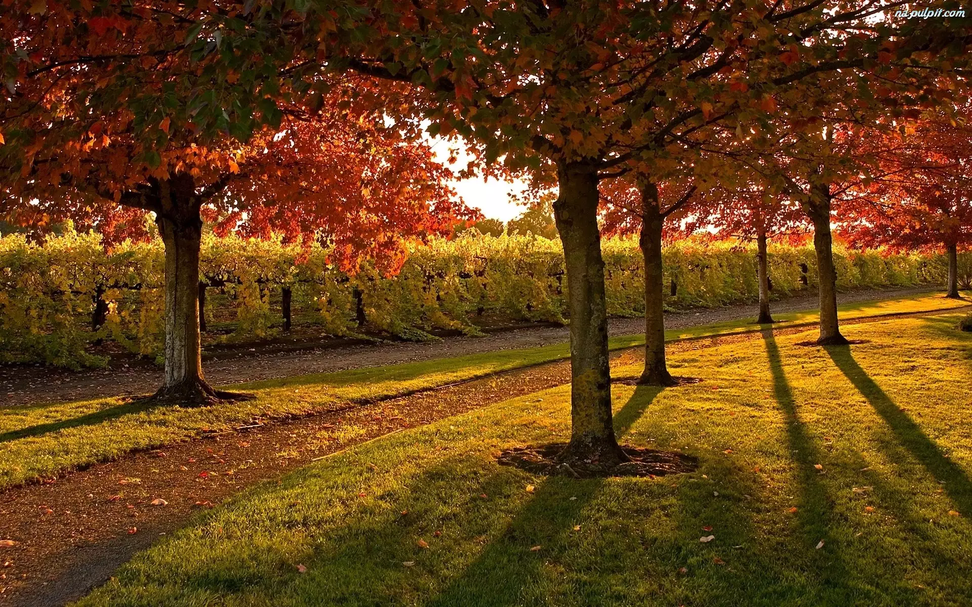 Jesień, Trawa, Park, Drzewa
