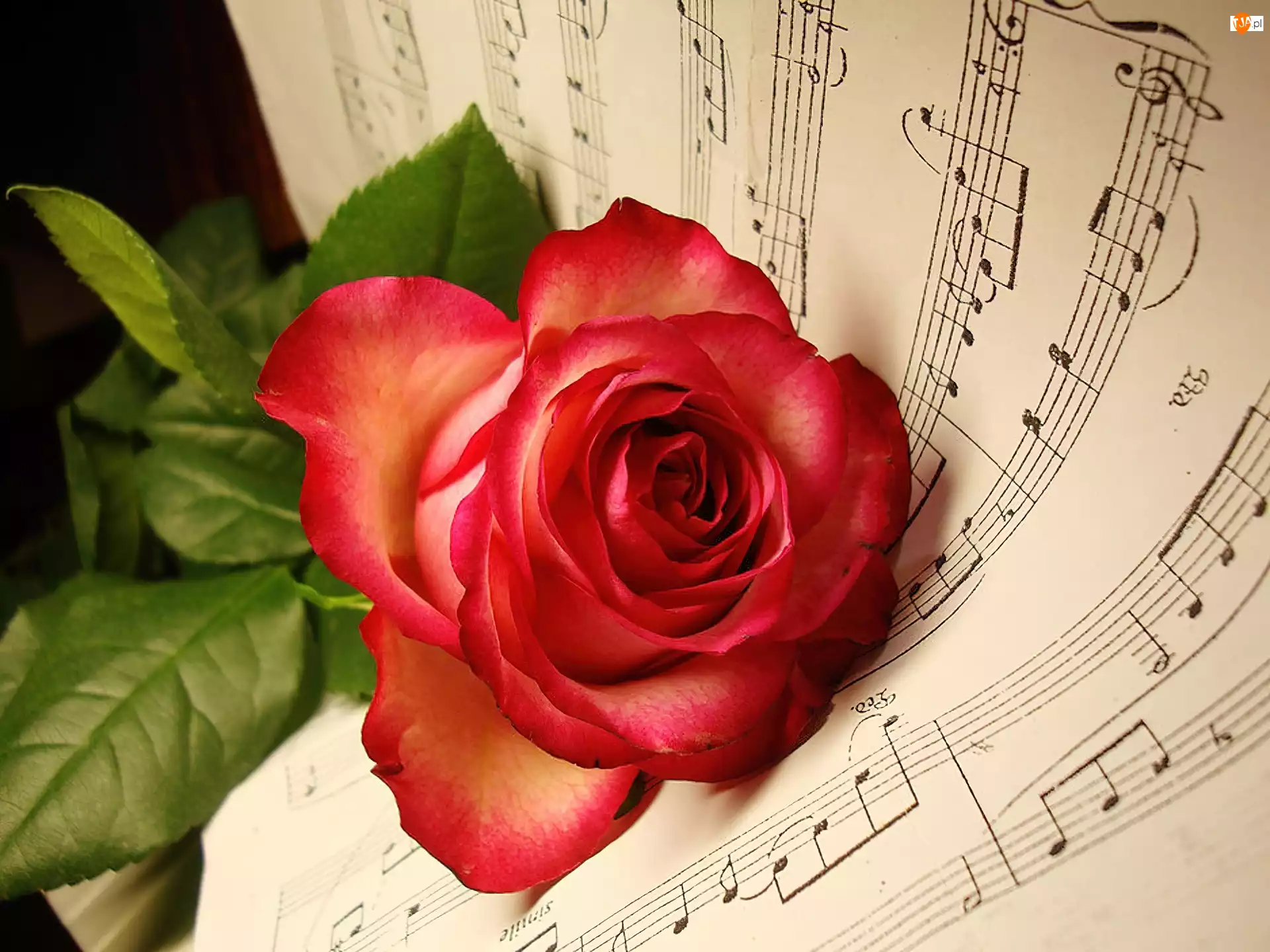 Róża, Muzyka, Nuty