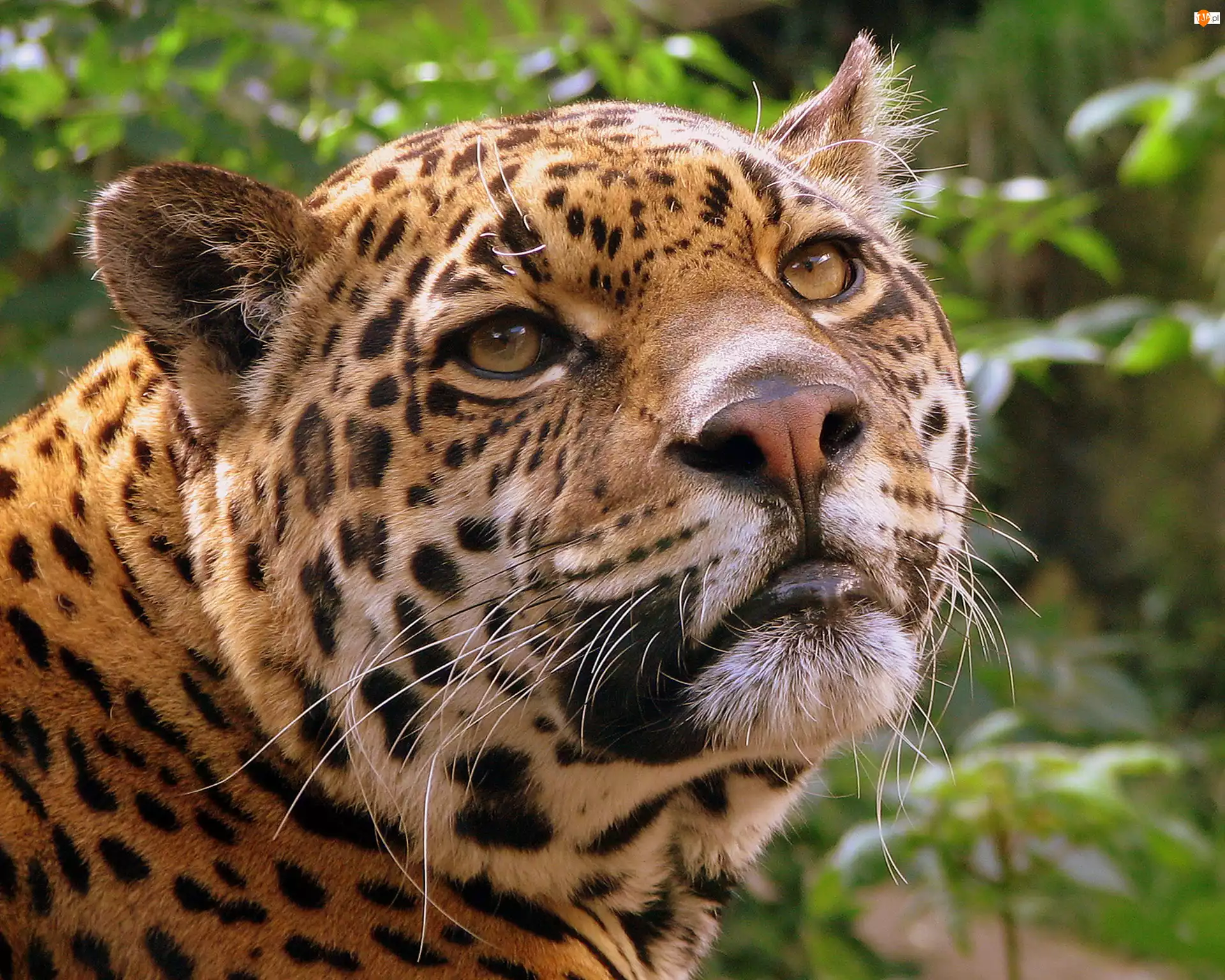 Wąsy, Jaguar, Głowa