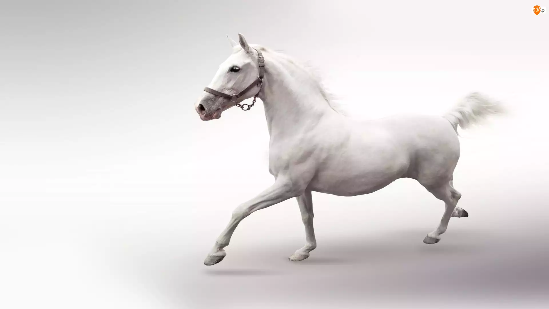 Biały, Koń