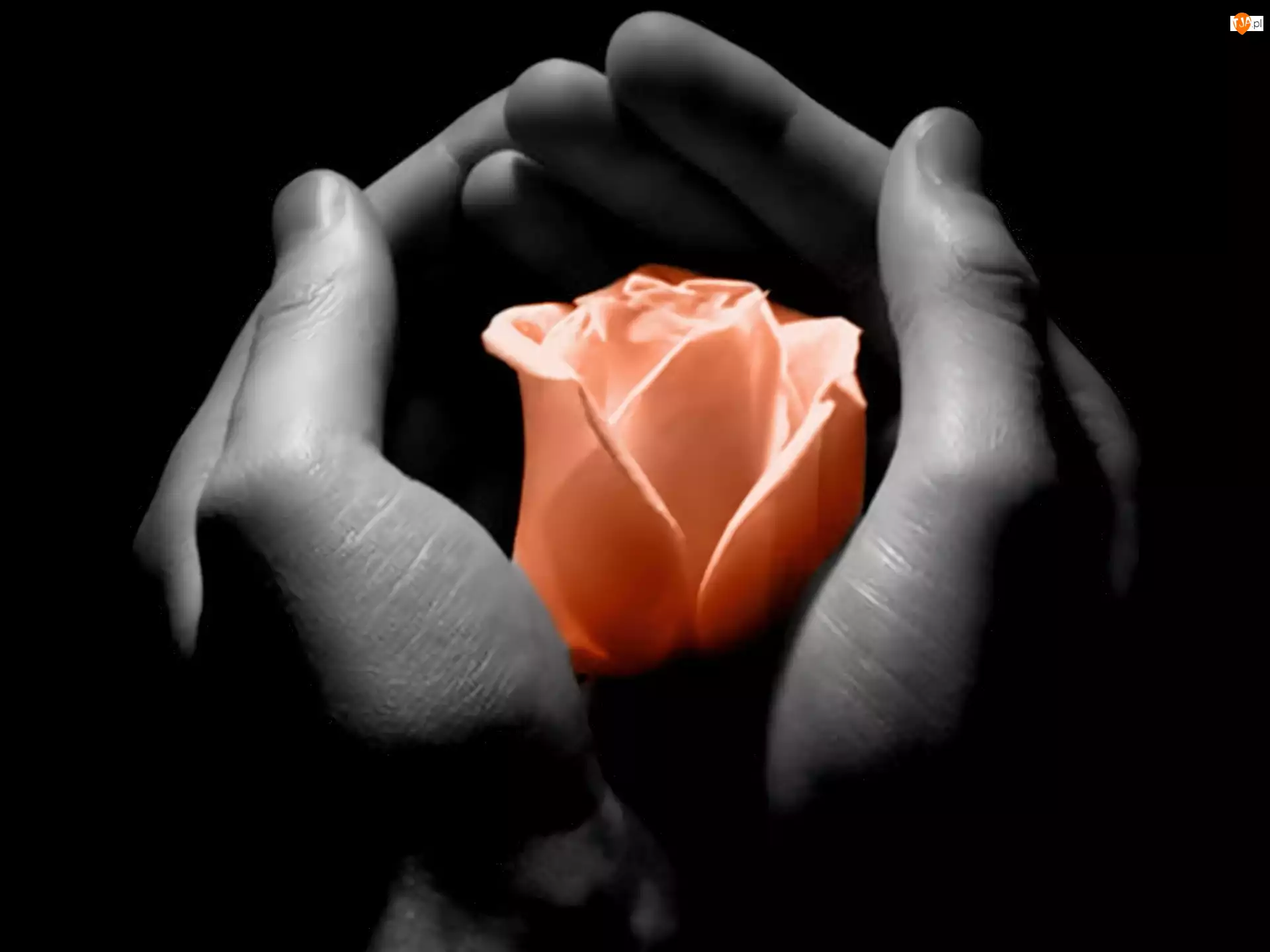 Dłonie, Róża