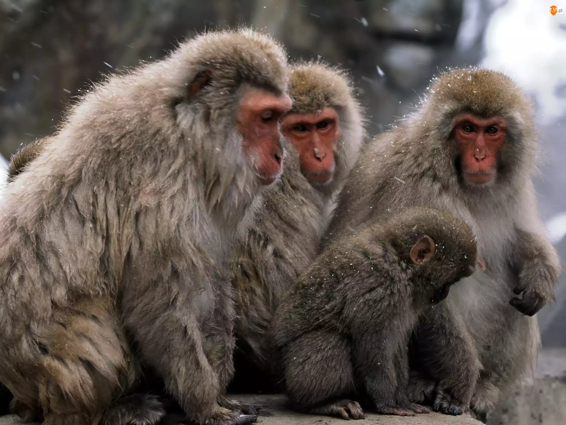japoński, Małpy, makak