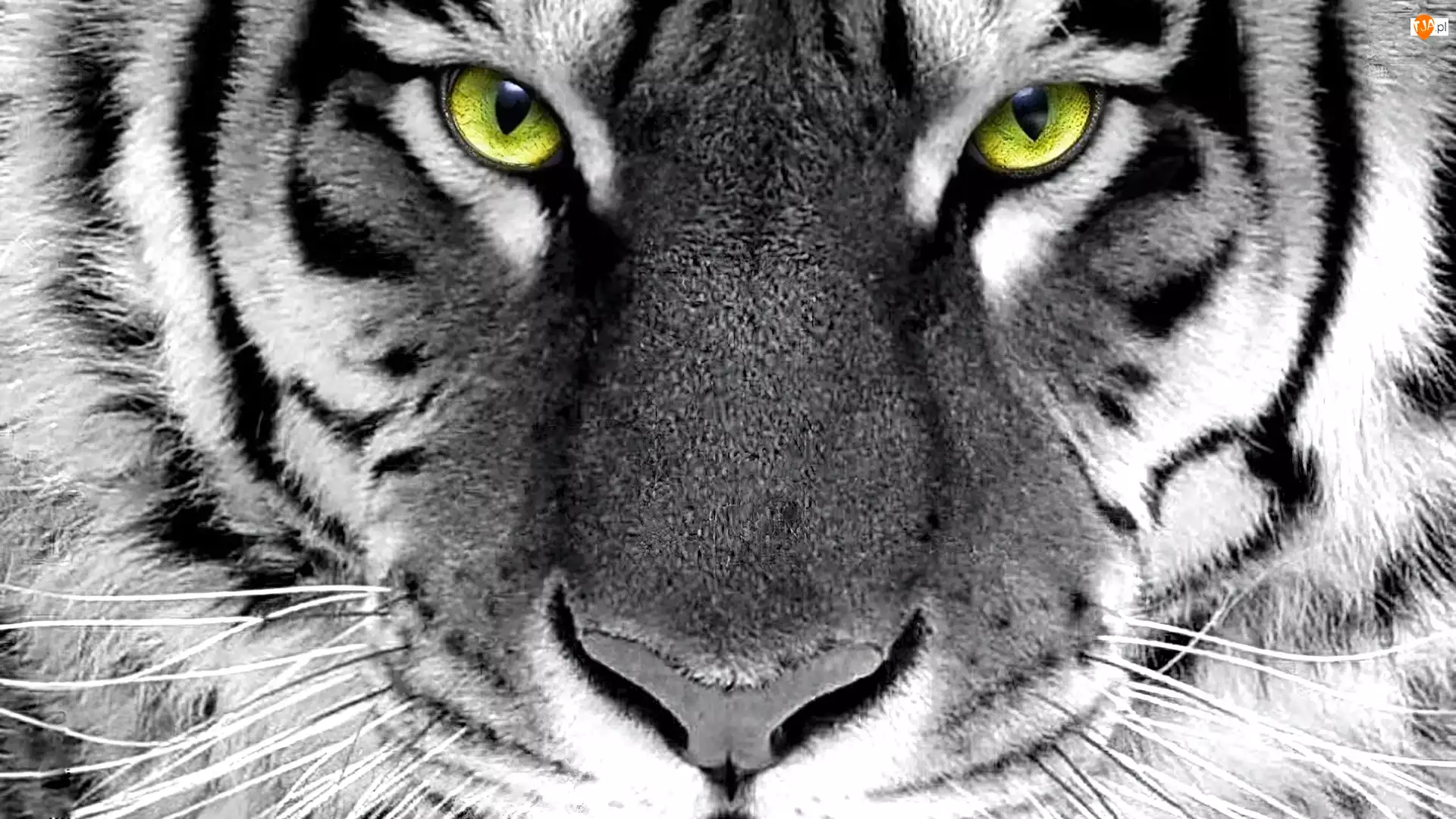 Oczy, Tygrys, Zielone