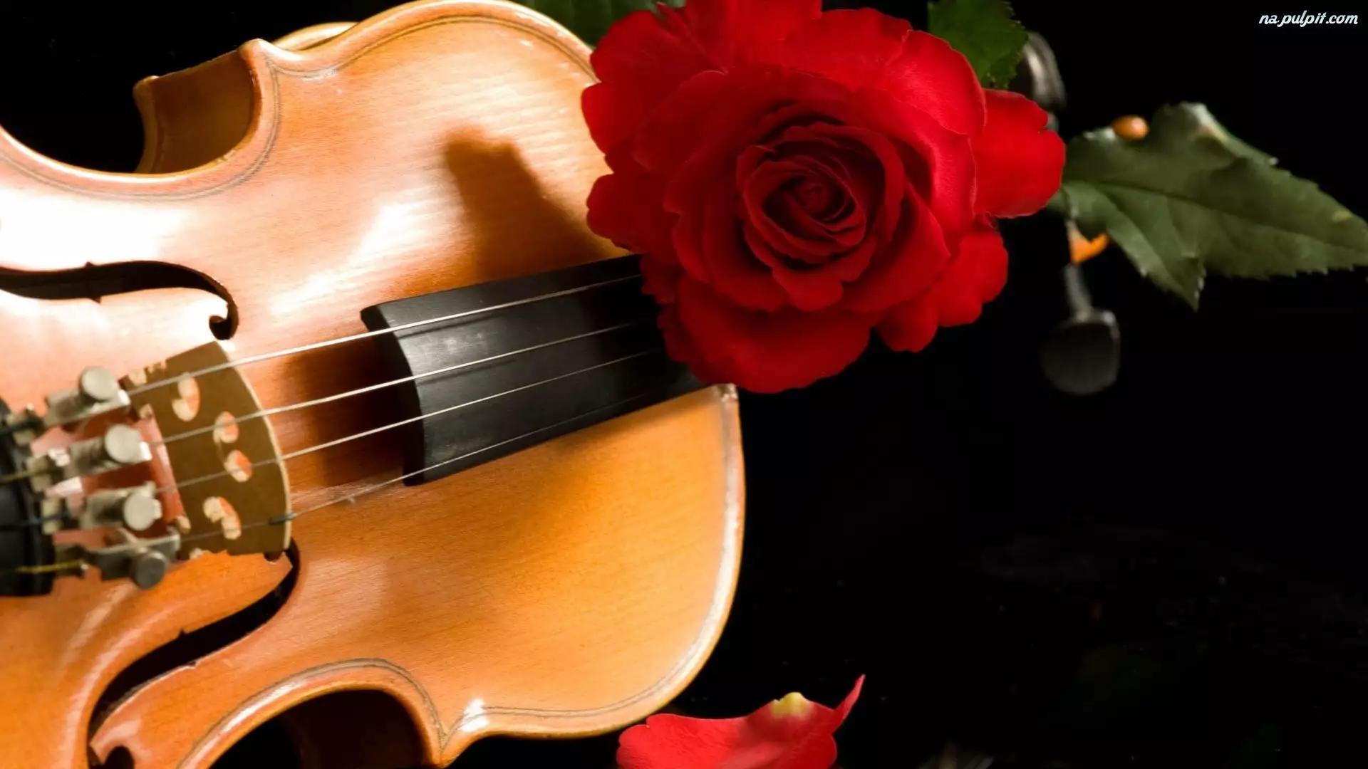 Róża, Instrument, Muzyczny, Czerwona