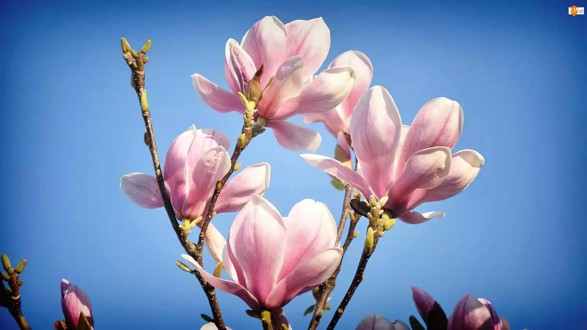 Wiosna, Magnolia, Pączki