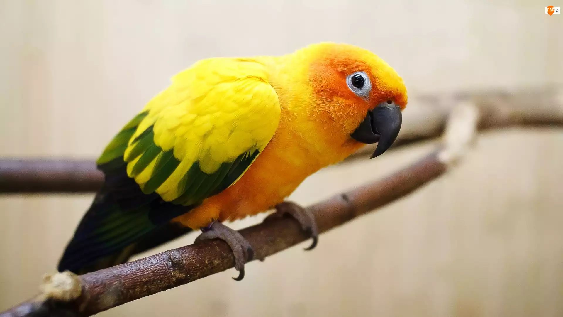 Pomarańczowa, Skrzydła, Papuga, Zielono-Żółte