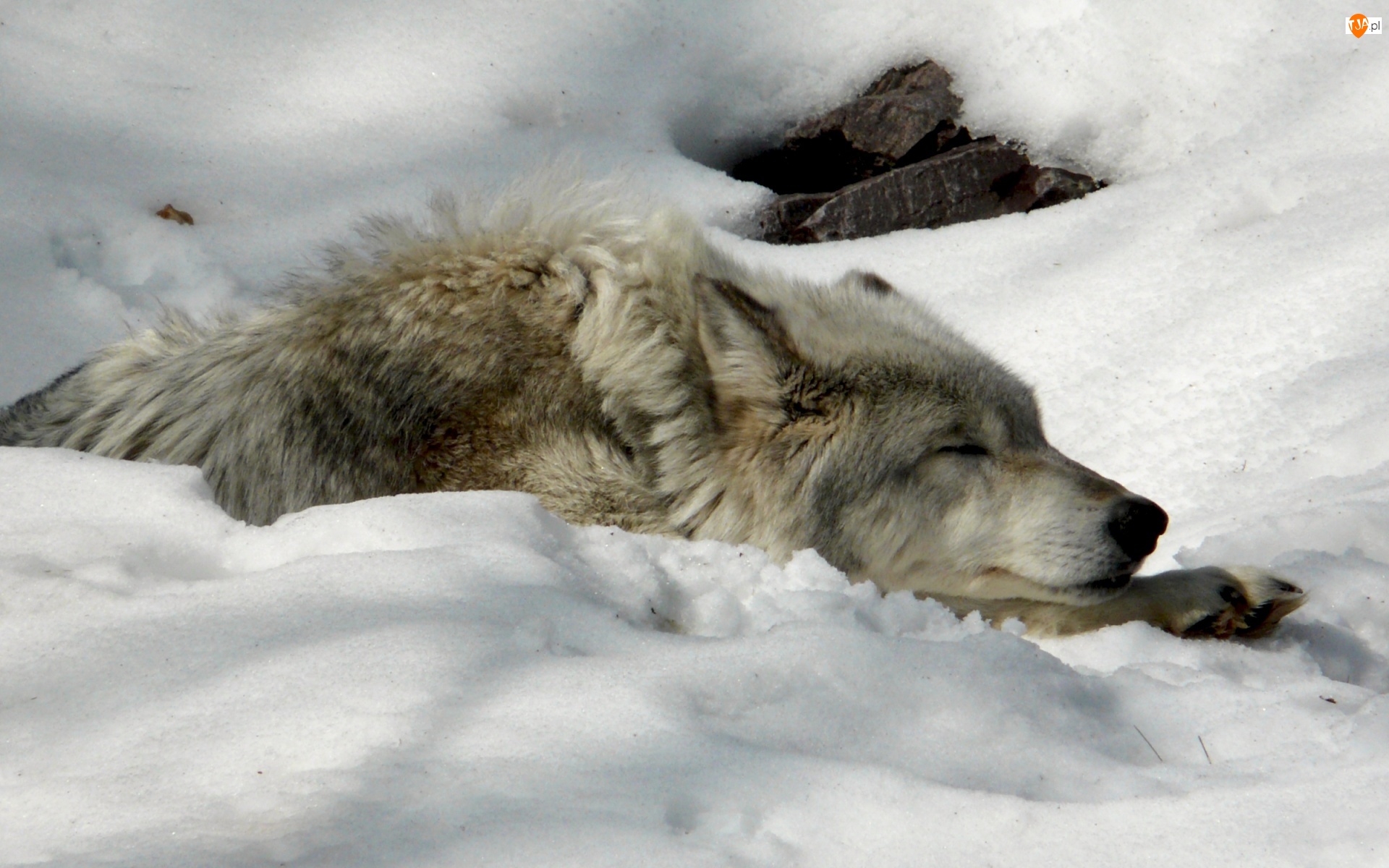Śnieg, Śpiący, Wilk