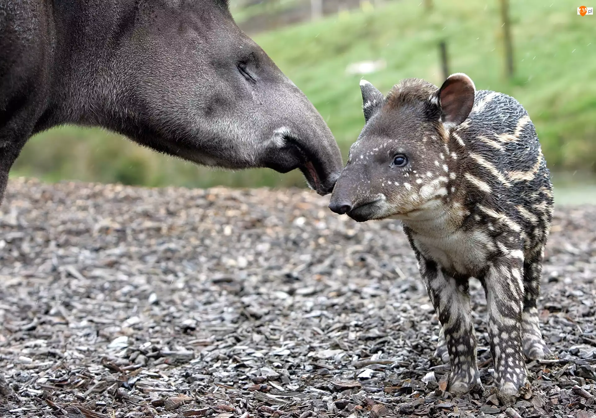 Małe, Tapir