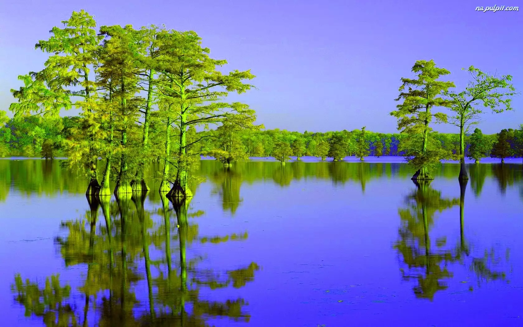 Drzewa, Spokojne, Jezioro