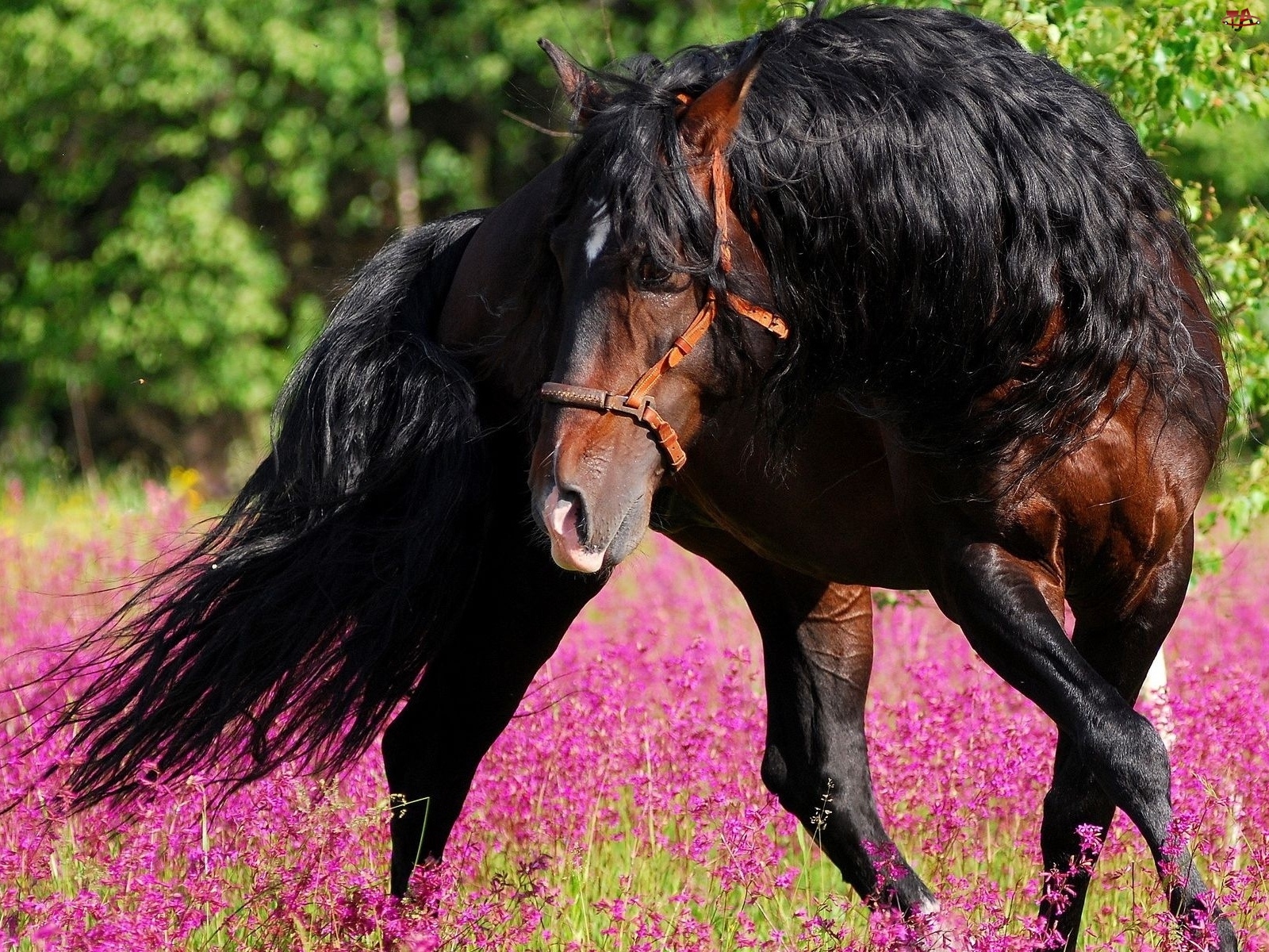 Kwiaty, Koń, Łąka