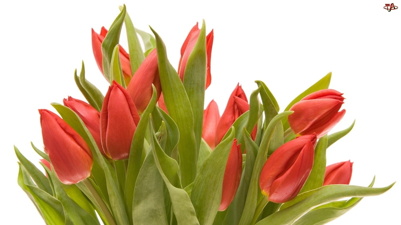 Bukiet, Tulipany, Holenderskie