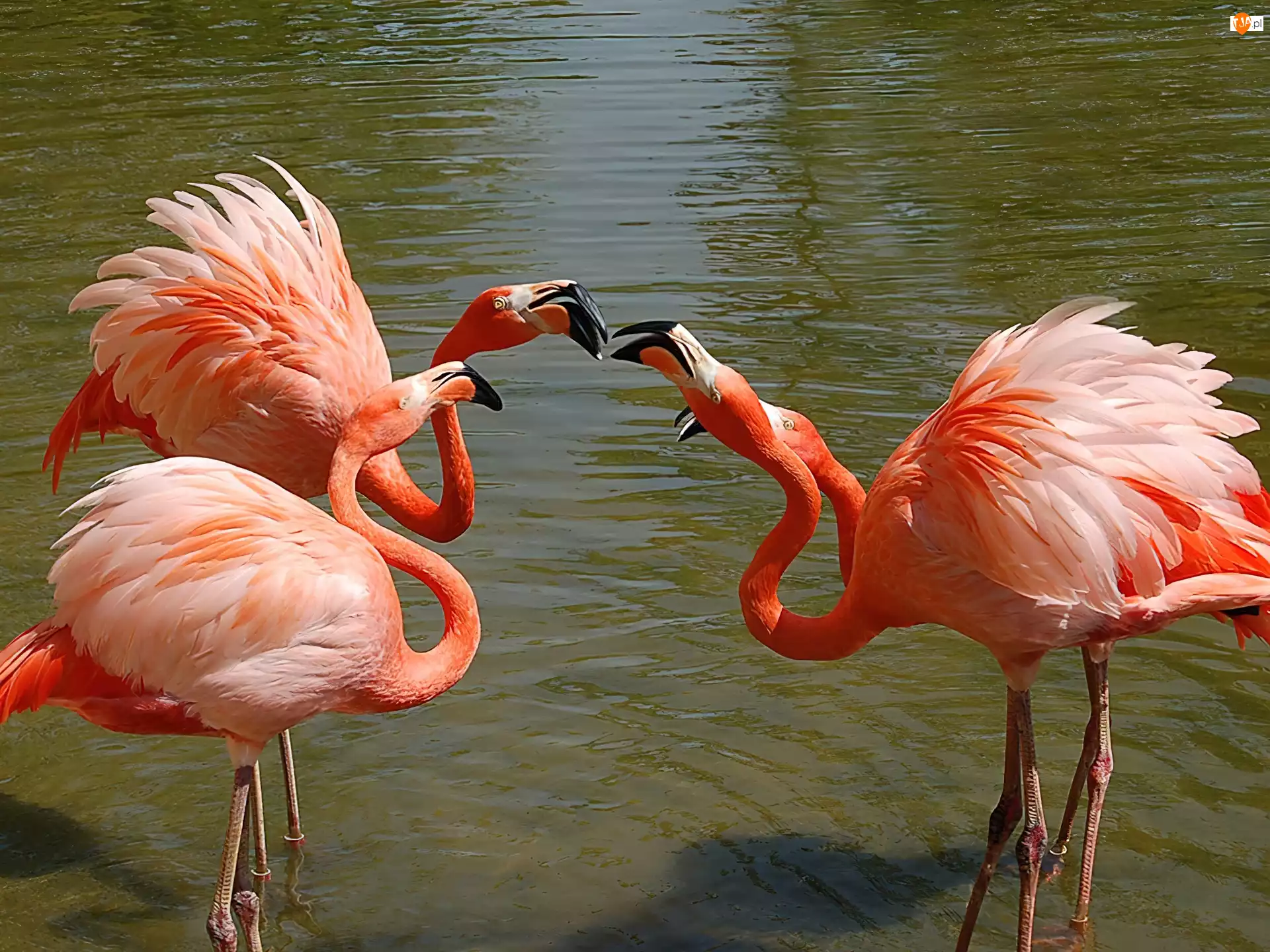 Szyje, Flamingi, Wygięte
