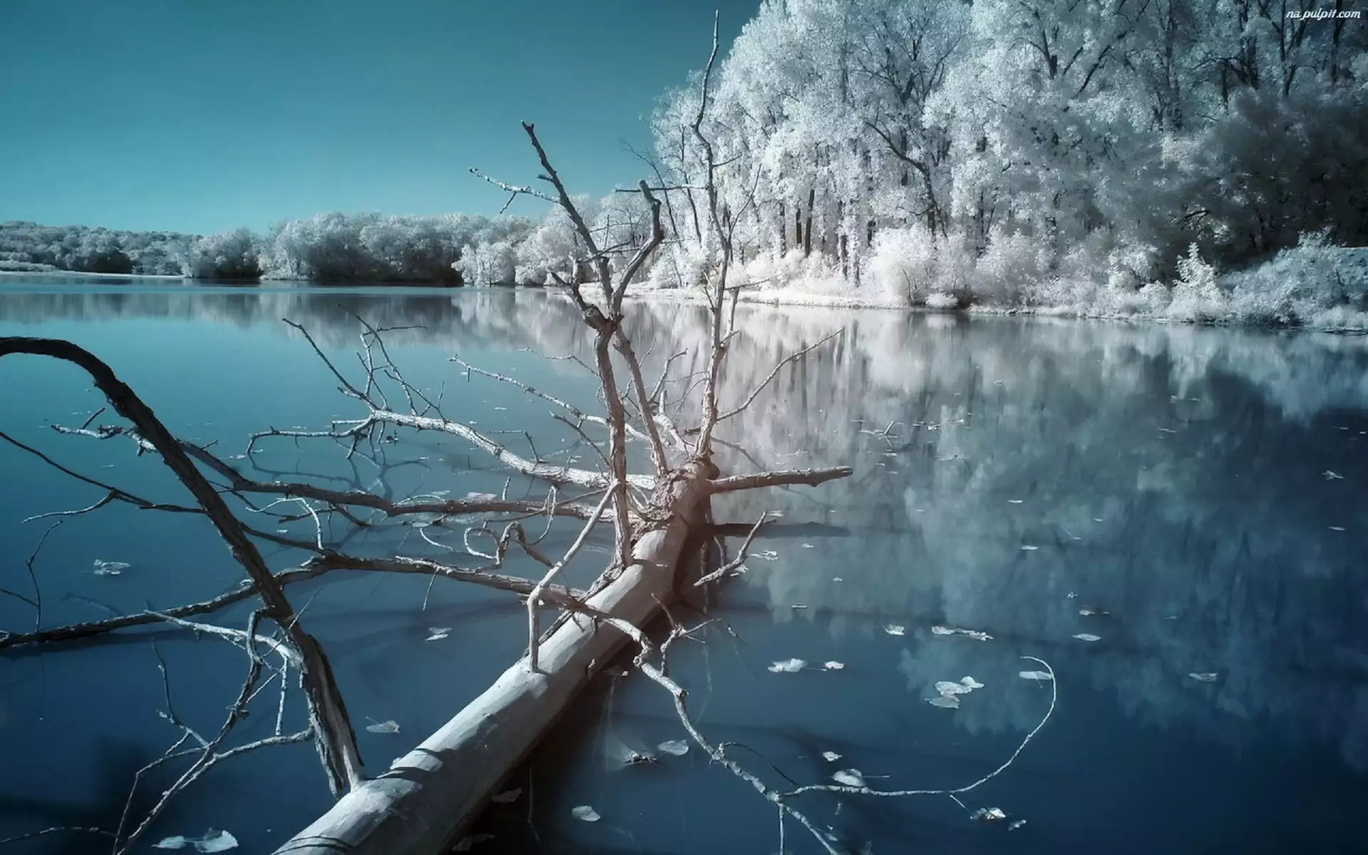 Zima, Drzewo, Jezioro, Powalone
