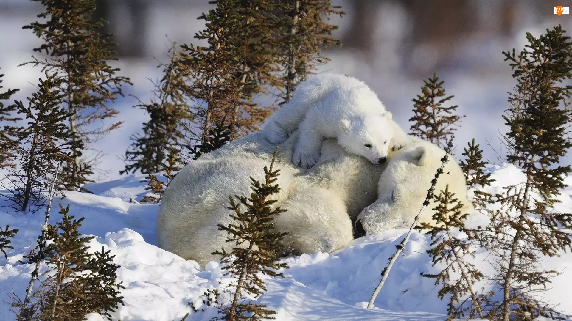 Polarne, Śnieg, Niedźwiedzie