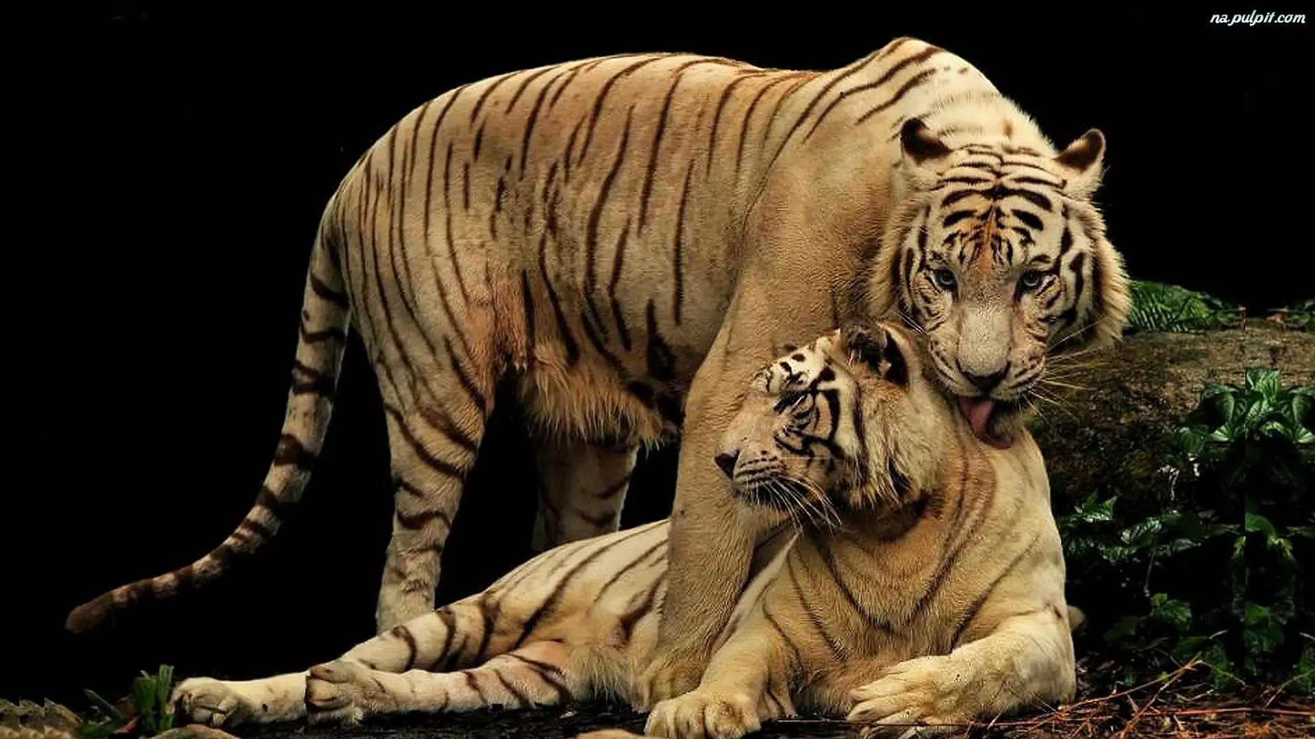 Tygrysów, Para