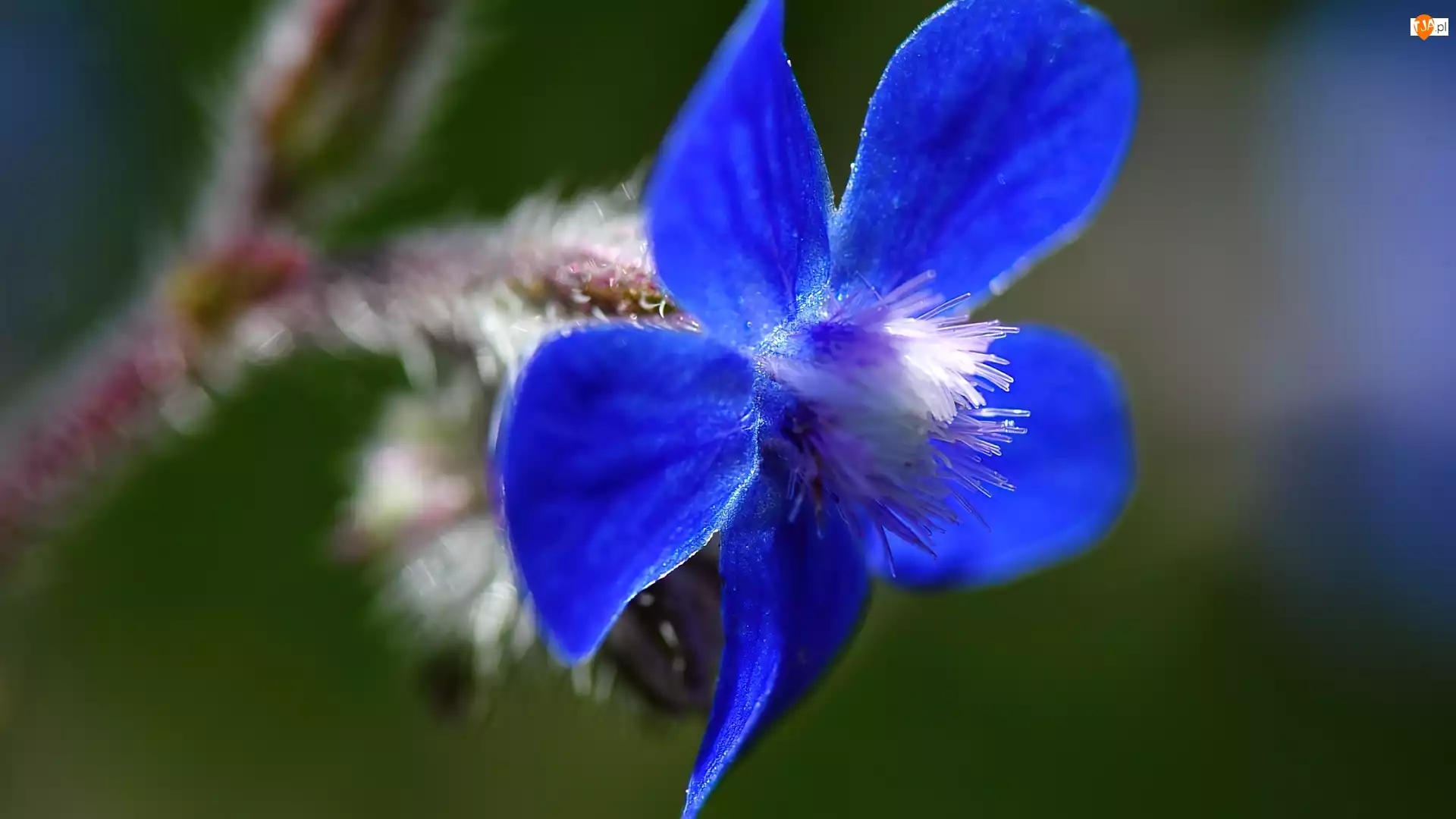 Płatki, Kwiat, Niebieskie