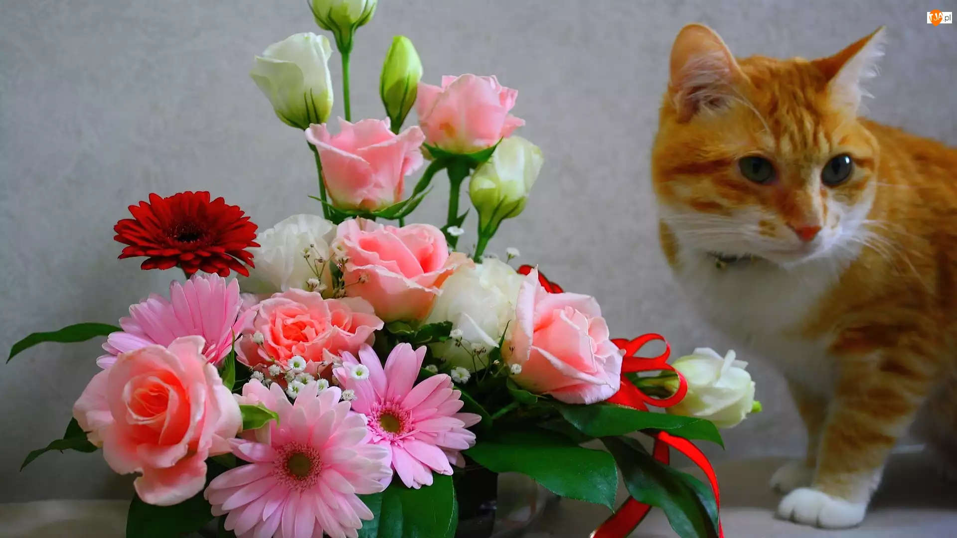 Rudy, Kwiatów, Kot, Bukiet