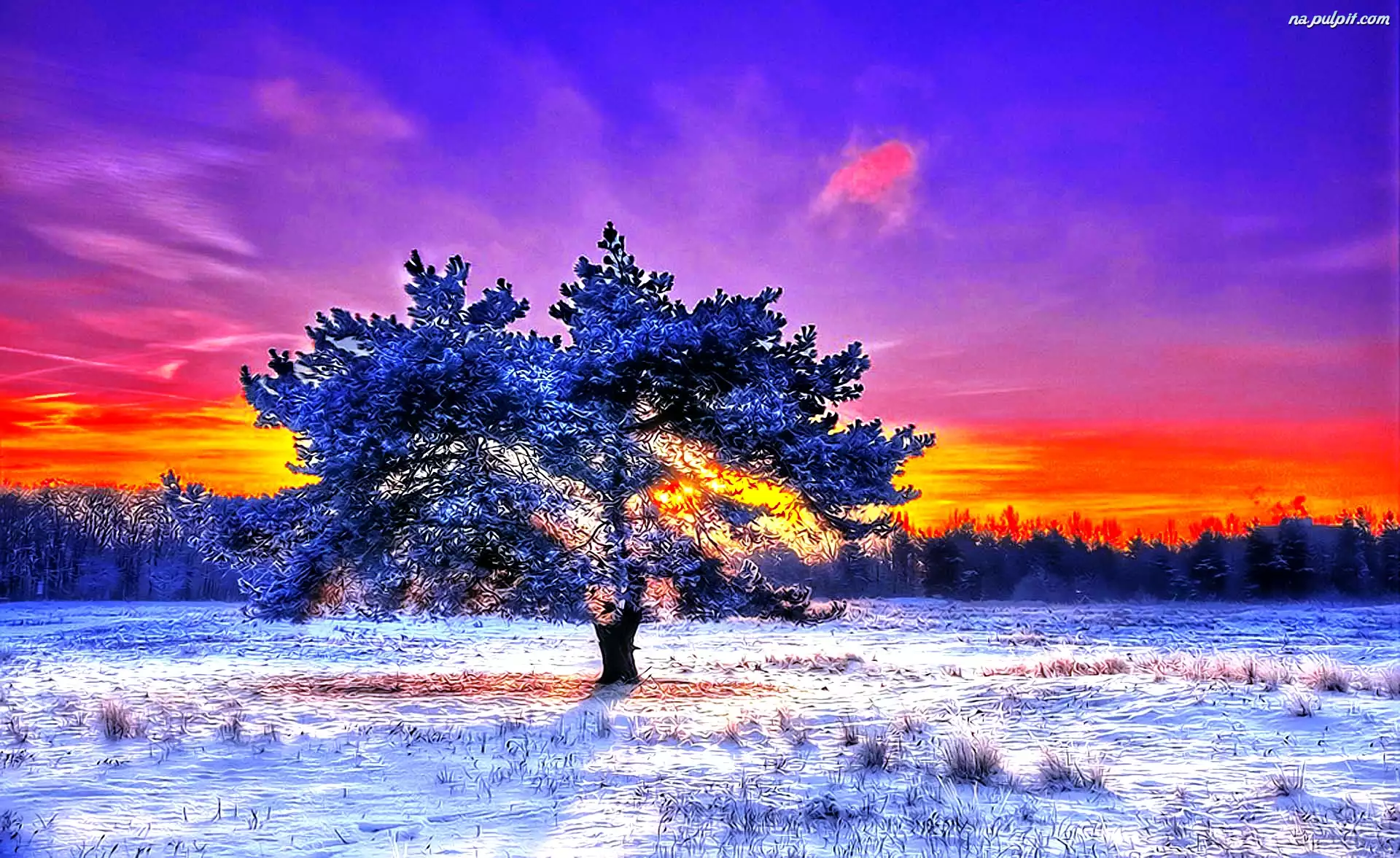 Zachód, Śnieg, Słońca, Drzewo