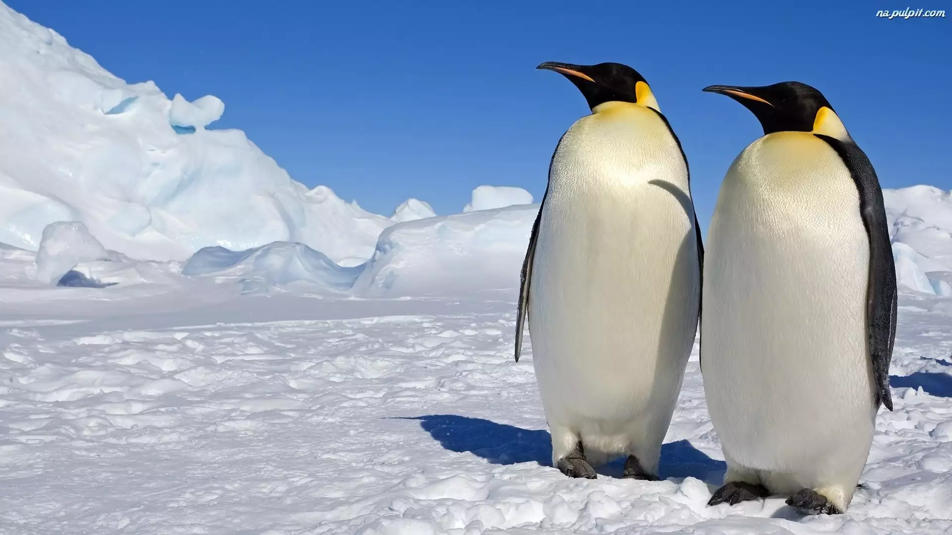 Pingwiny, Śnieg, Lód, Dwa
