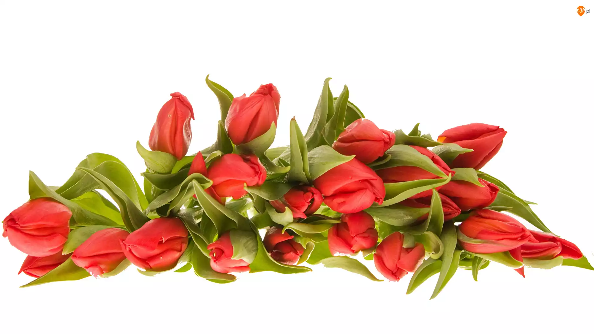 Tulipanów, Naręcze, Czerwonych