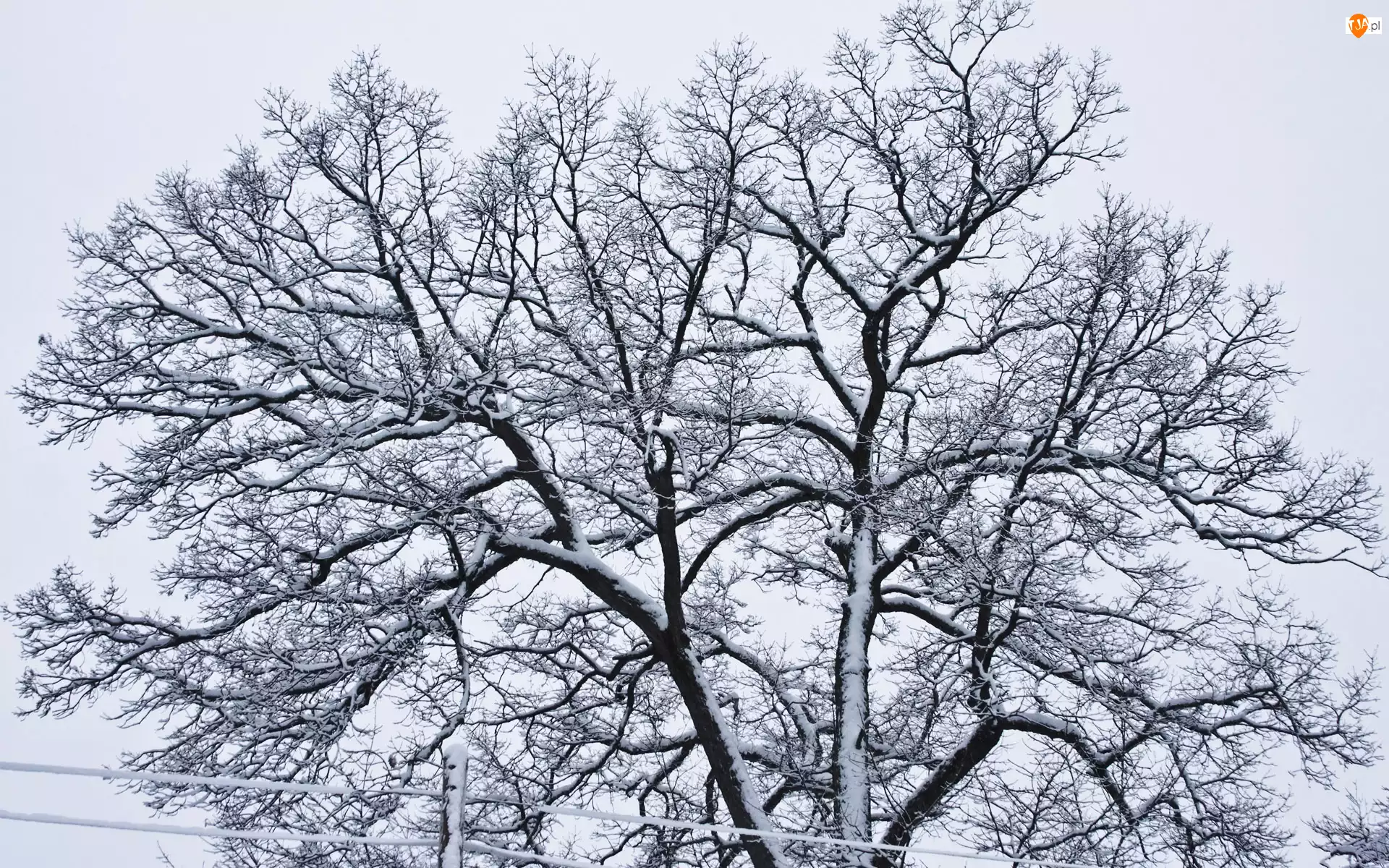 Drzewo, Zima