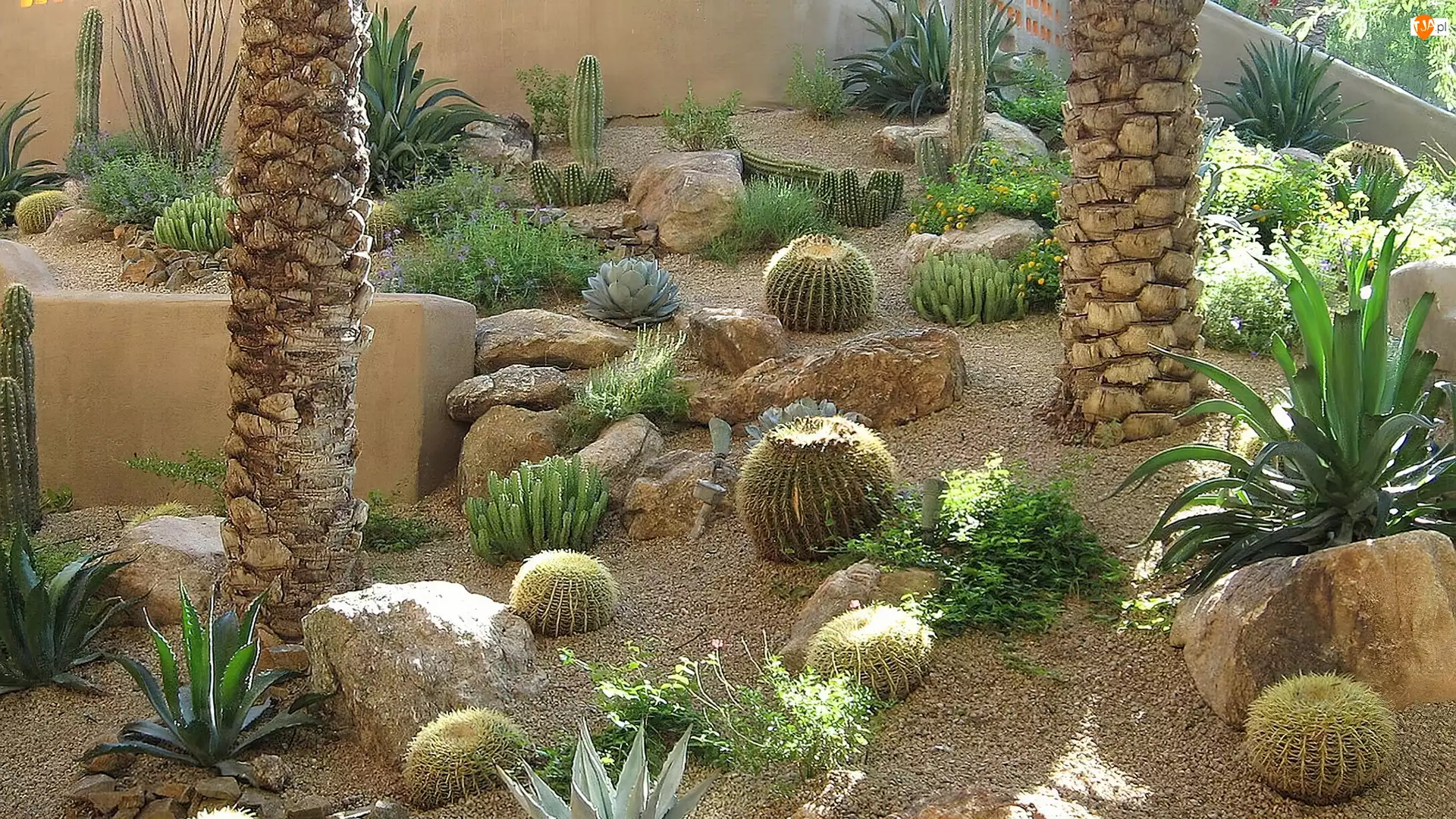 Ogród, Kaktusy