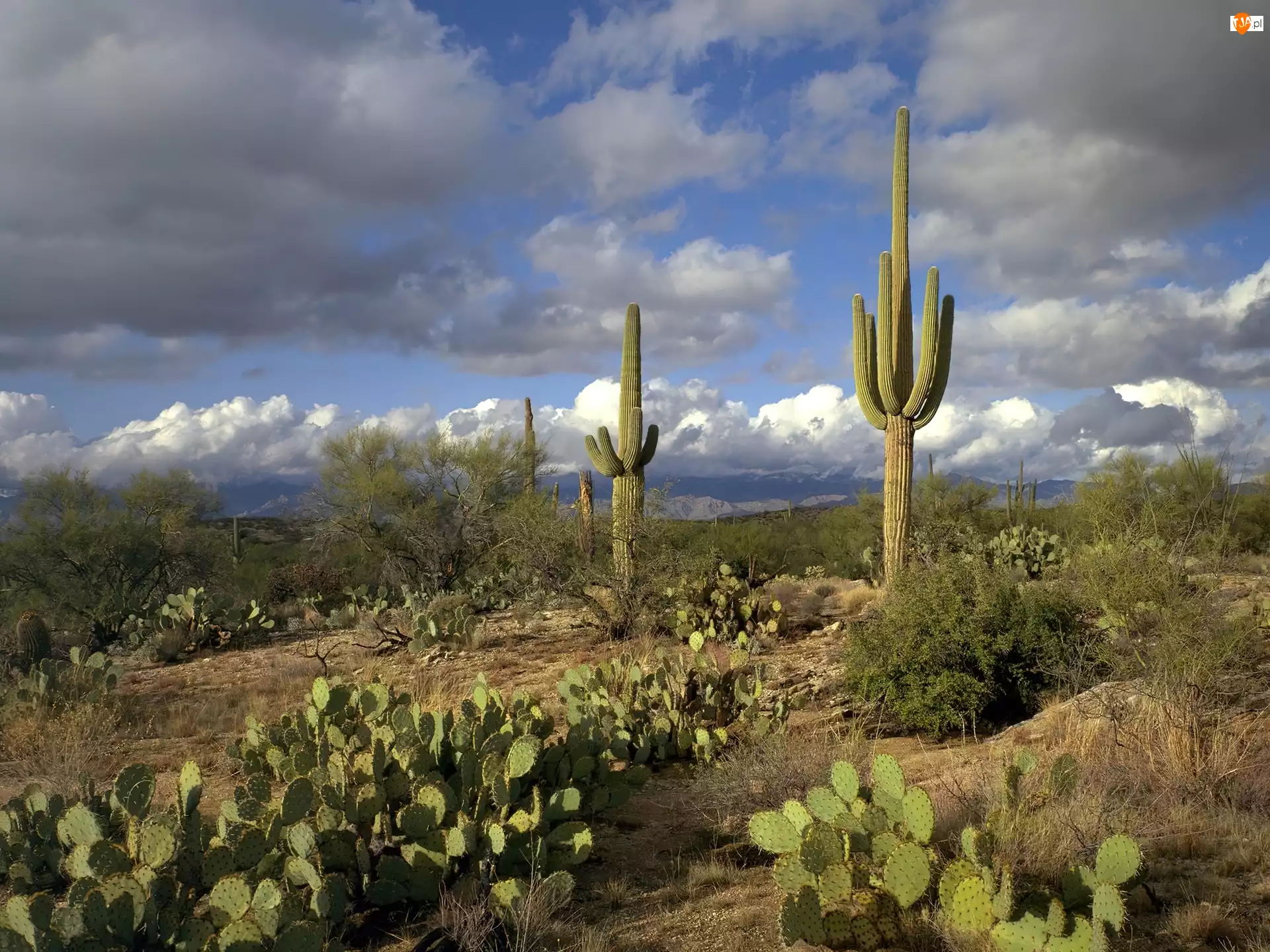 Stany Zjednoczone, Kaktusy, Stan Arizona, Chmury, Park Narodowy Saguaro, Opuncje, Karnegia olbrzymia, Pustynia, Saguaro