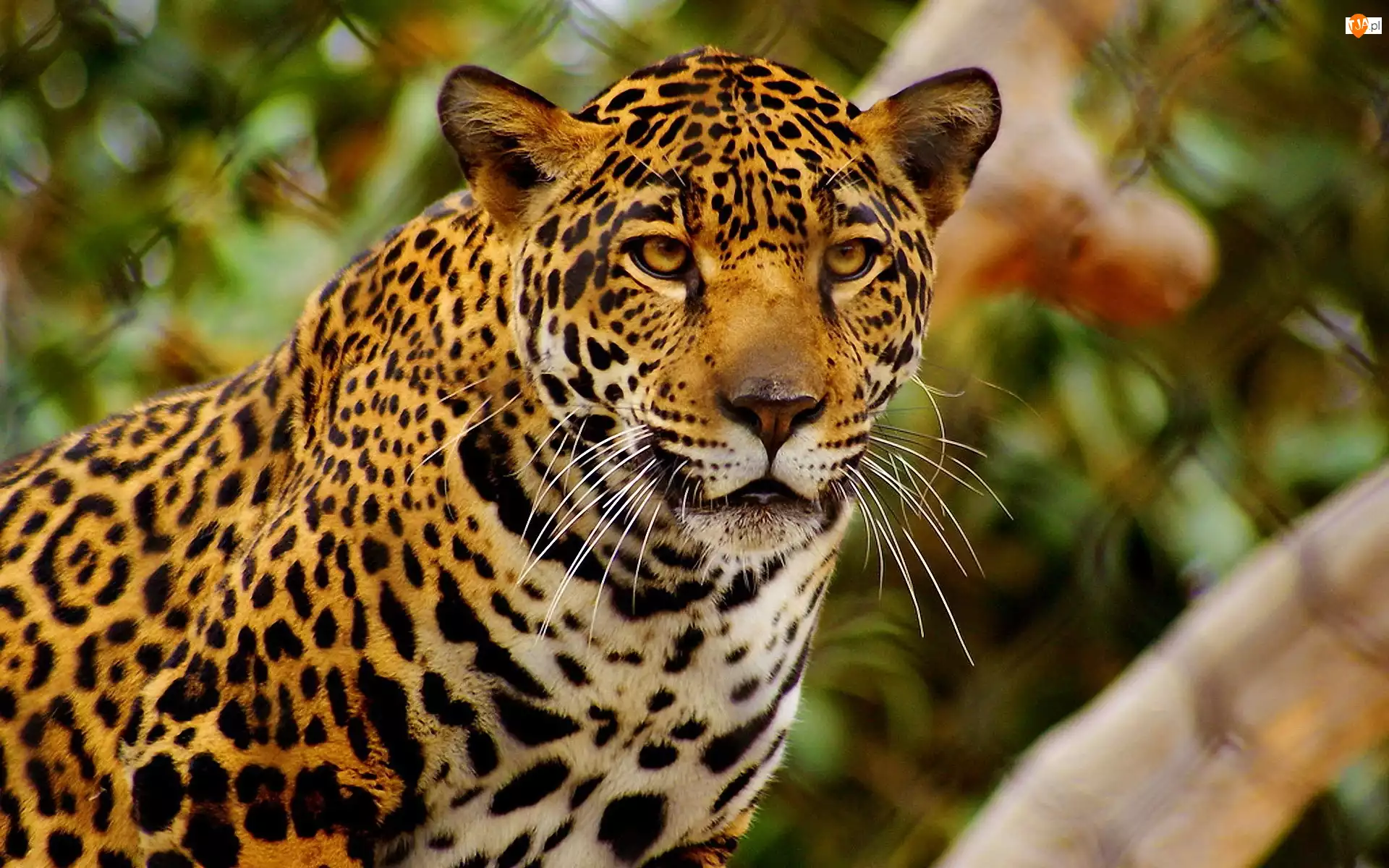 Jaguar, Cętki, Wąsy