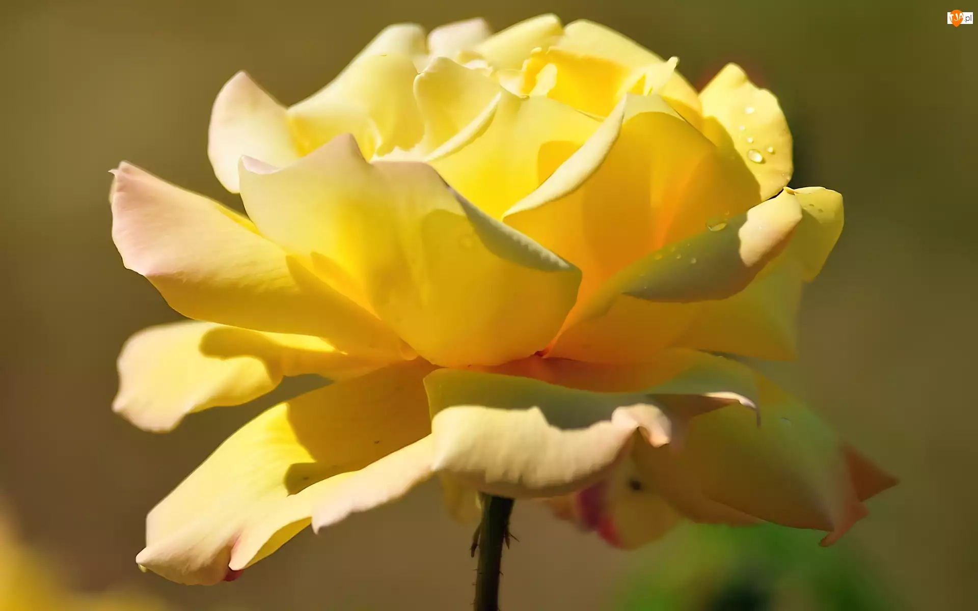 Rosa, Żółta, Róża, Kwiaty