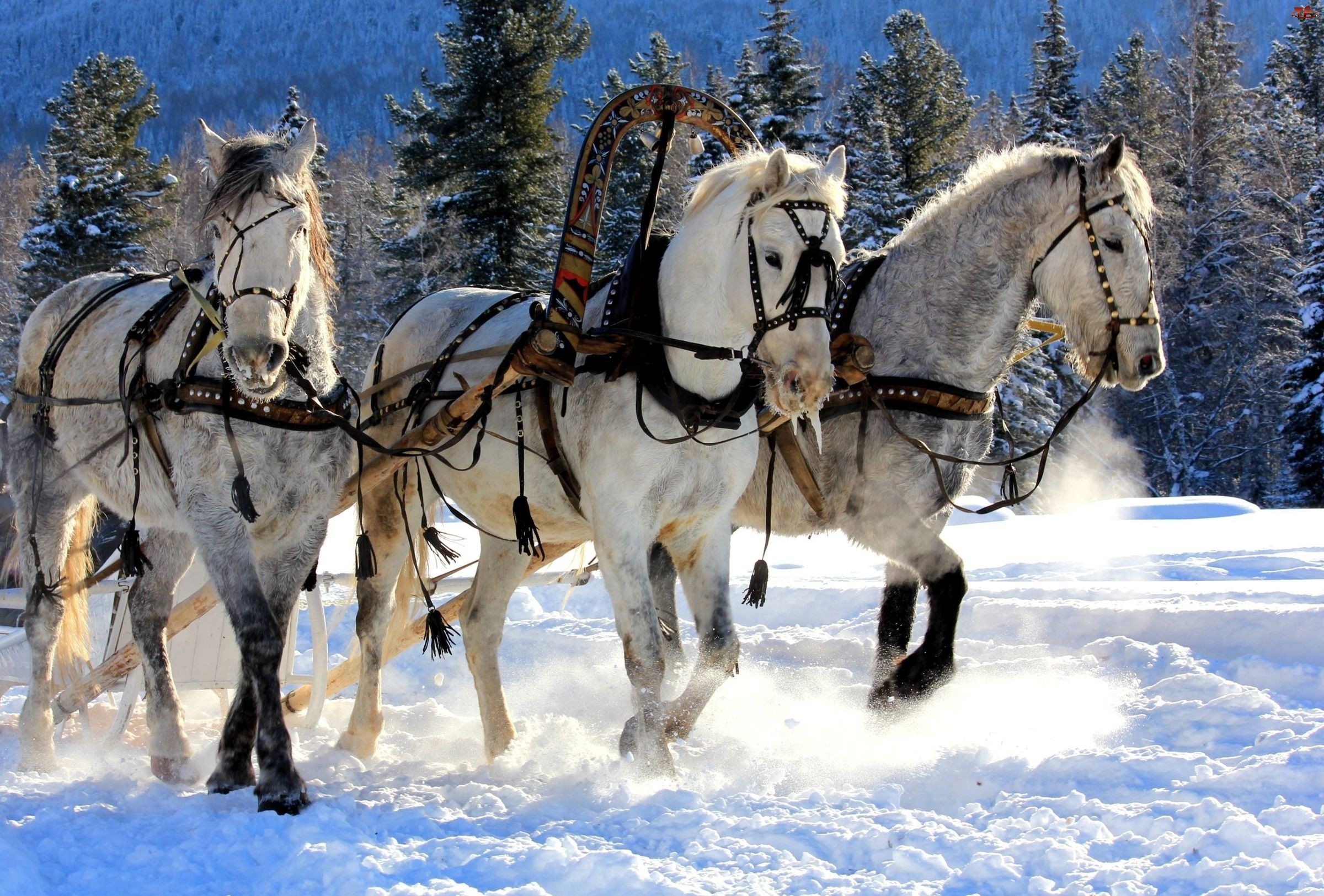 Zima, Zaprzęg, Śnieg, Konie