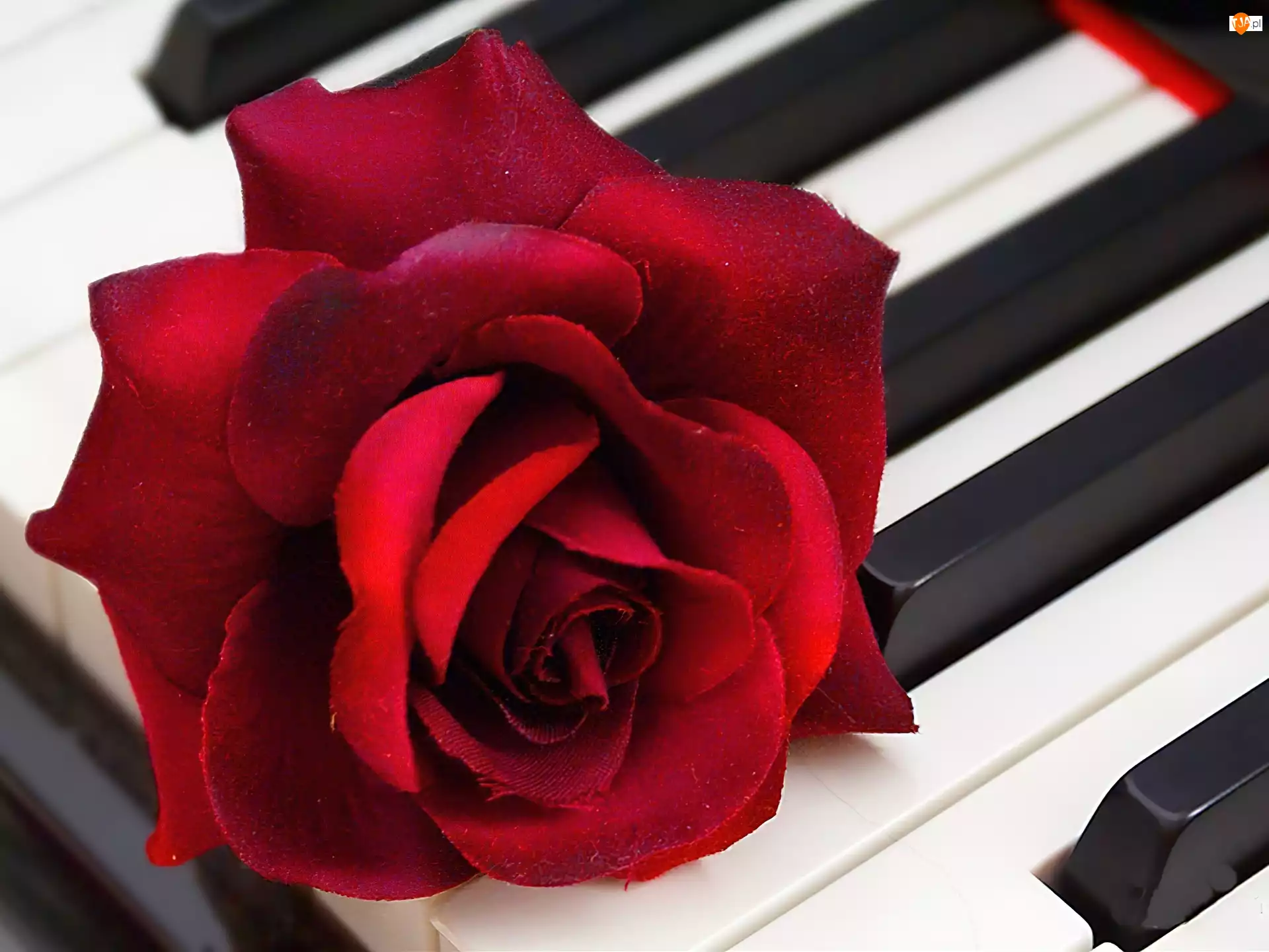 Fortepian, Róża, Klawisze