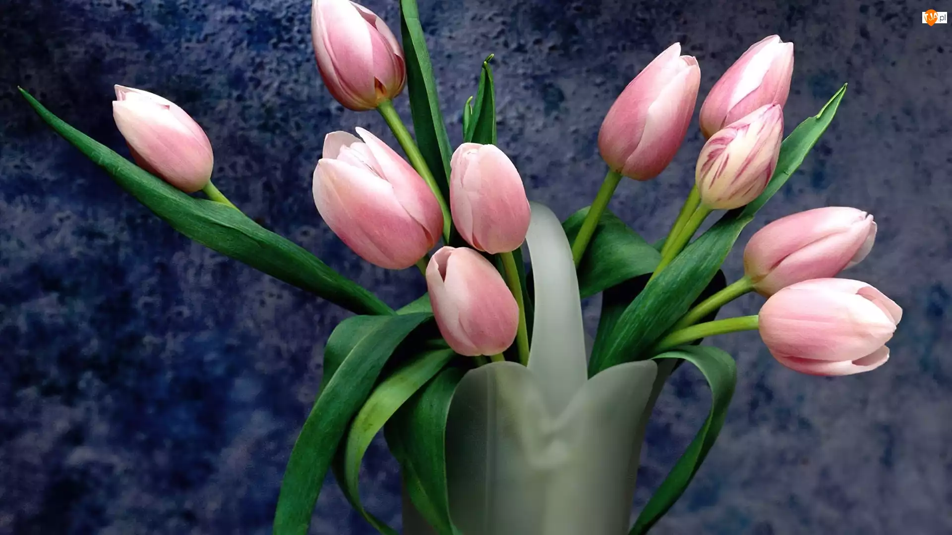 Tulipany, Wazon, Różowe