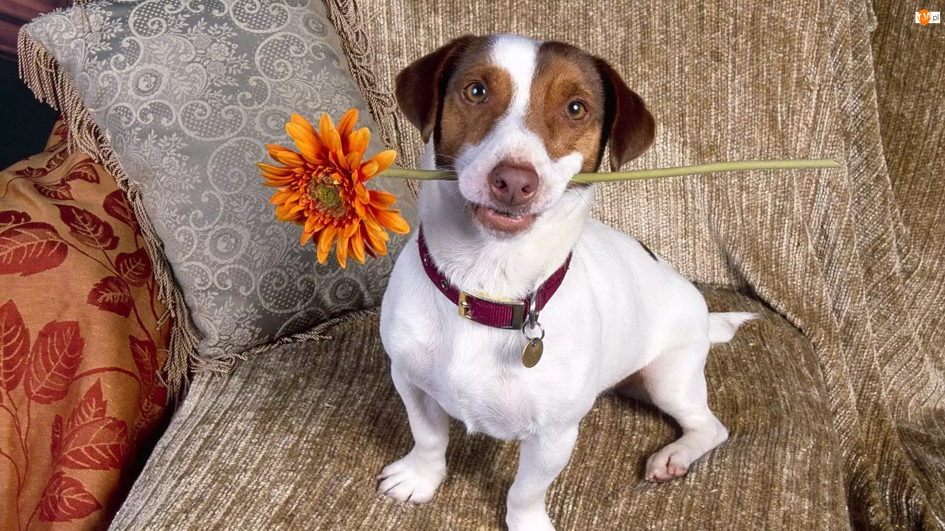 Kwiatek, Jack Russell Terrier
