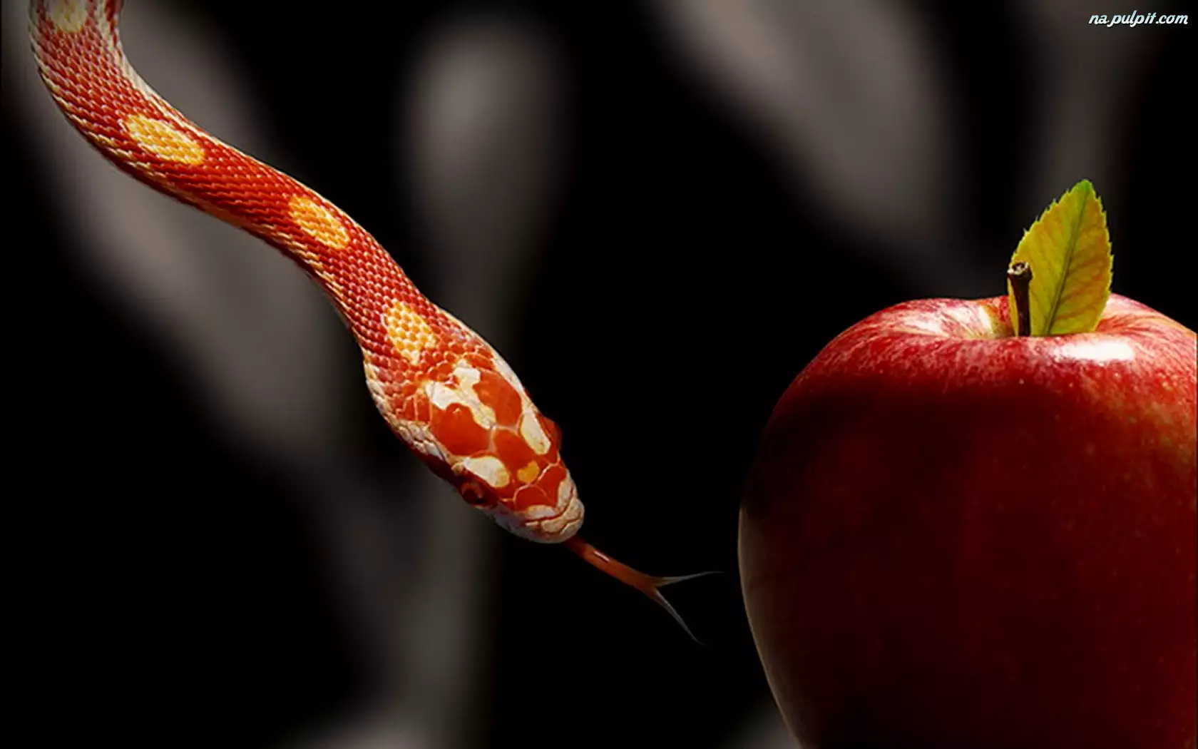 Jabłko, Wąż, Czerwone