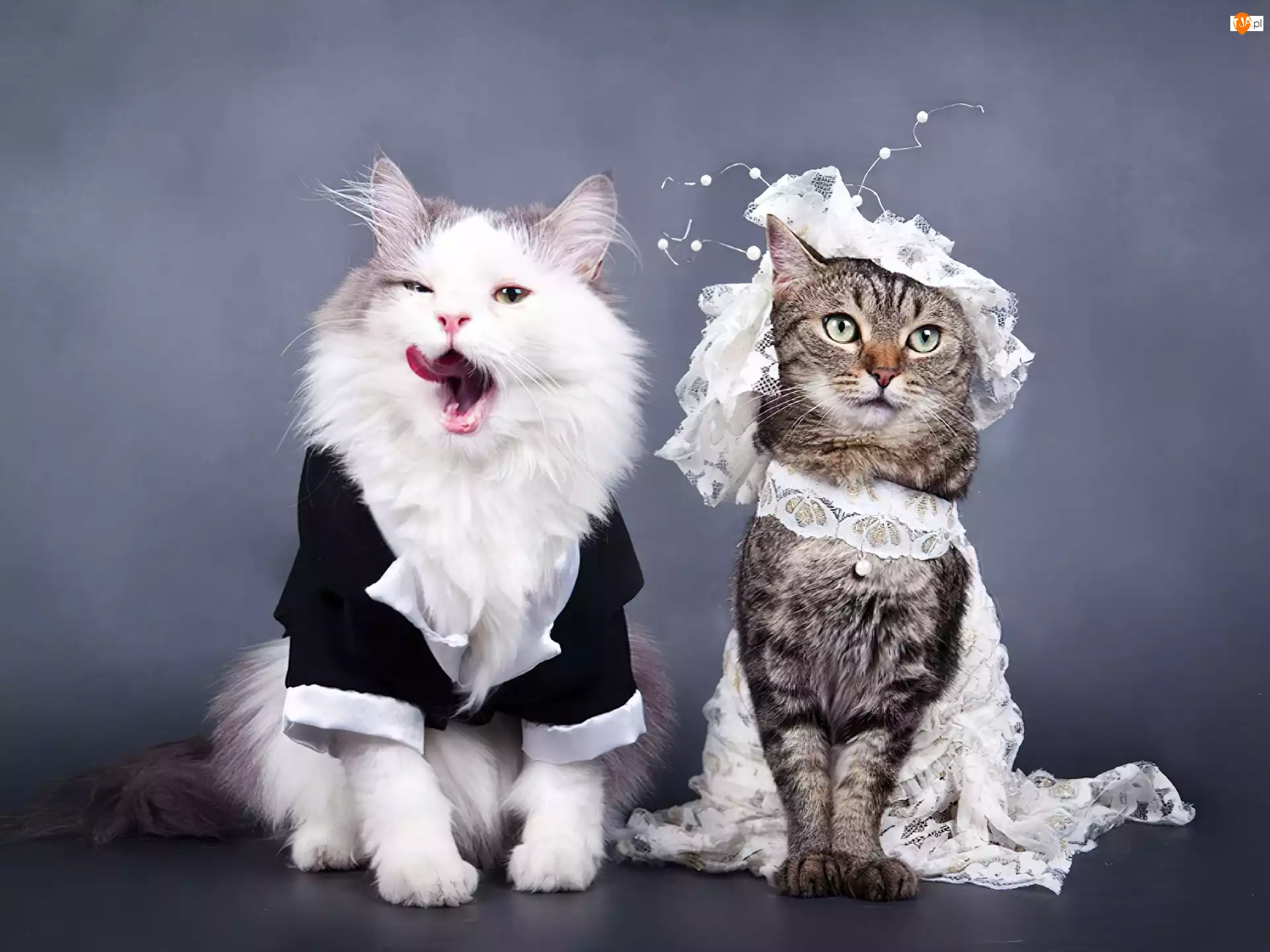 Ślub, Para, Kotków
