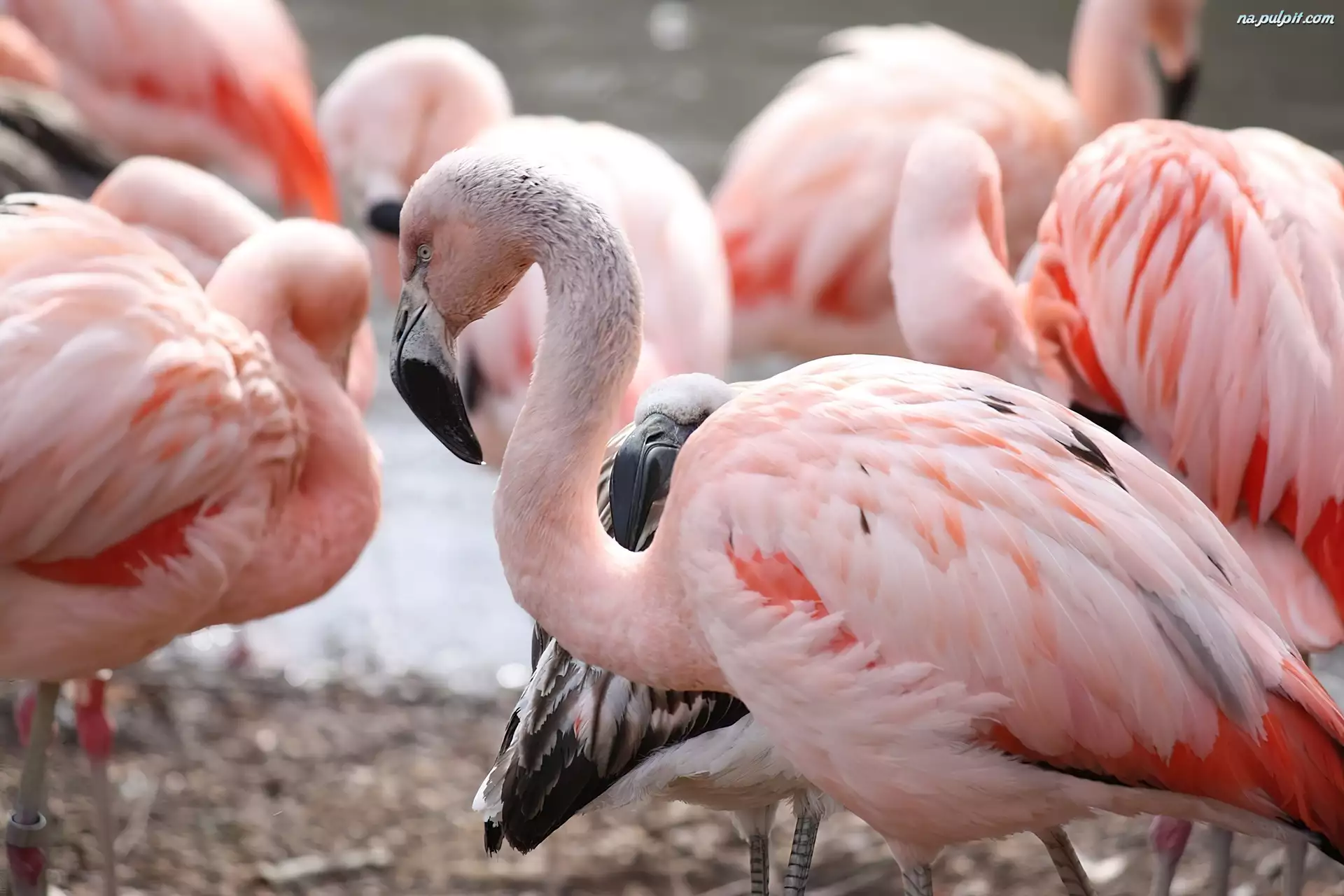 Stado, Ptaki, Flamingi Chilijskie