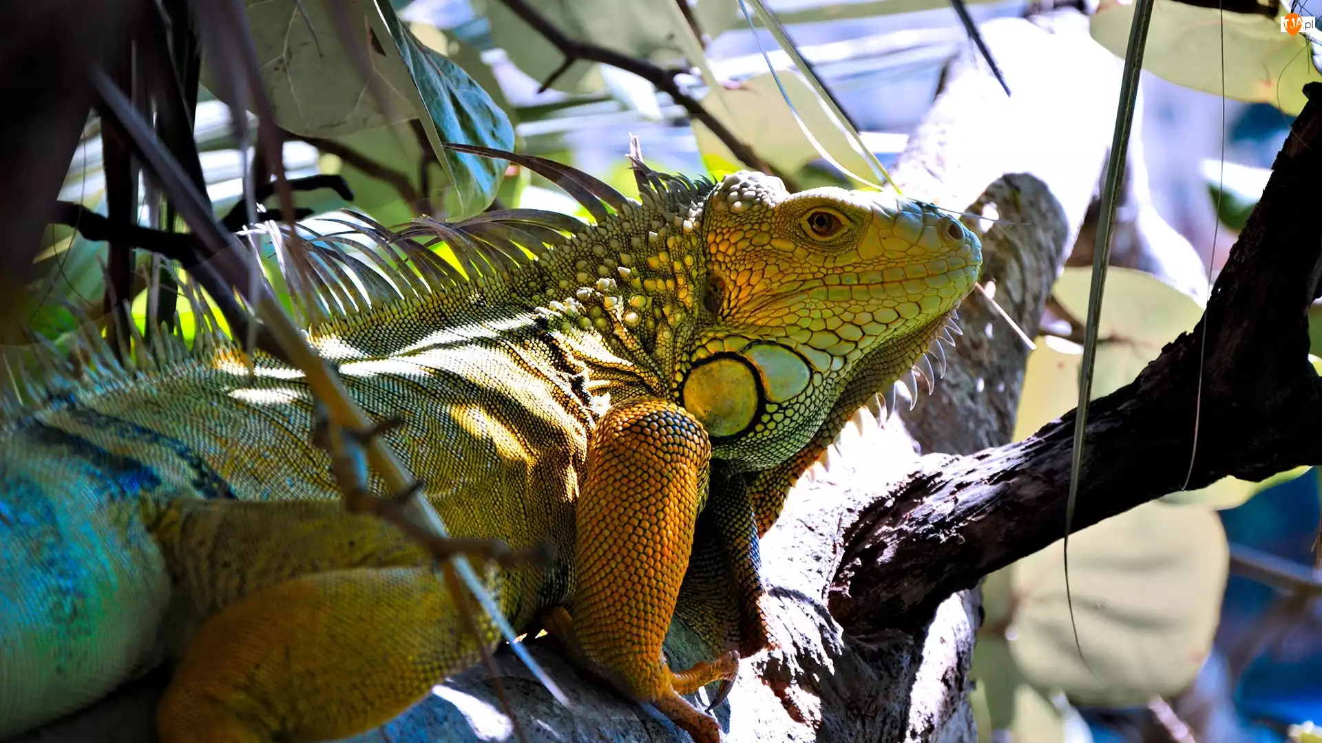 Legwan zielony, Iguana