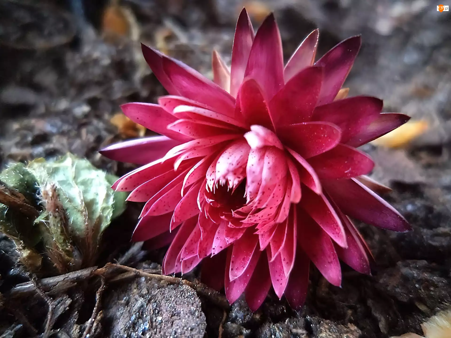 Kwiat, Kaktusa