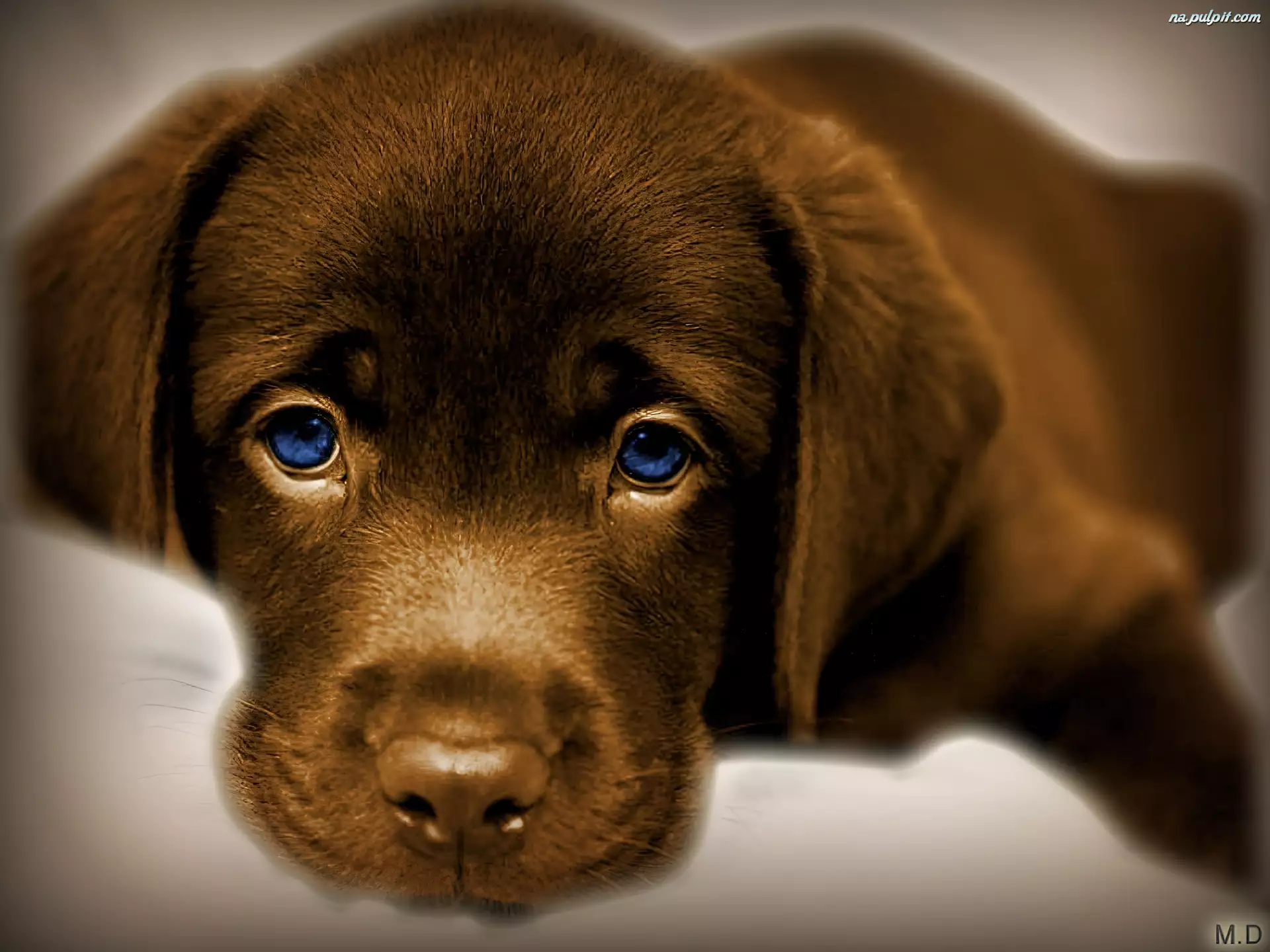 Oczy, Pies, Nibieskie